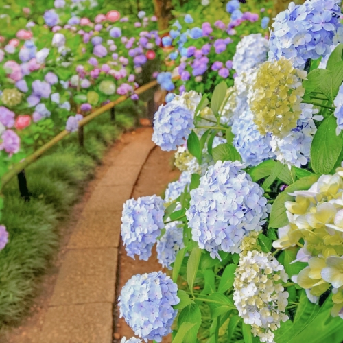 เที่ยว Yatadera วัดดอกไฮเดรนเยีย นารา ญี่ปุ่นหน้าฝน