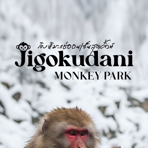 สวนลิงจิโกคุดานิ แหล่งชม Snow Monkey แช่ออนเซ็น ยามาโนอูจิ