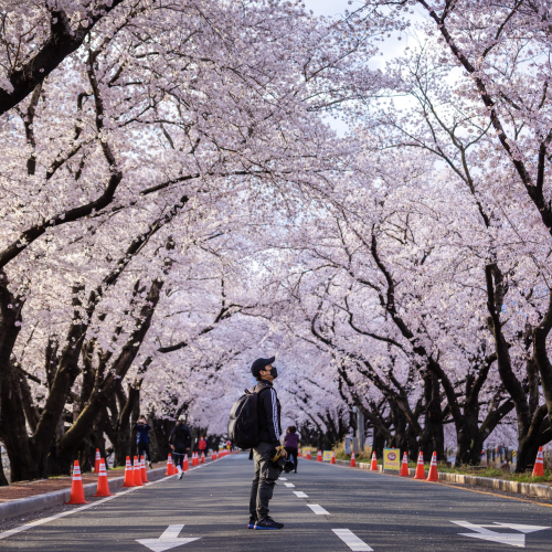 Gyeongju Cherry Blossom Festival เทศกาลซากุระคยองจู