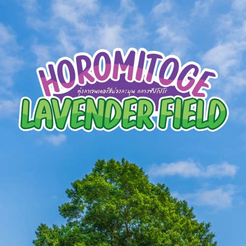 Horomitoge Lavender ซัปโปโร ทุ่งลาเวนเดอร์ใกล้เมืองวิวสวย