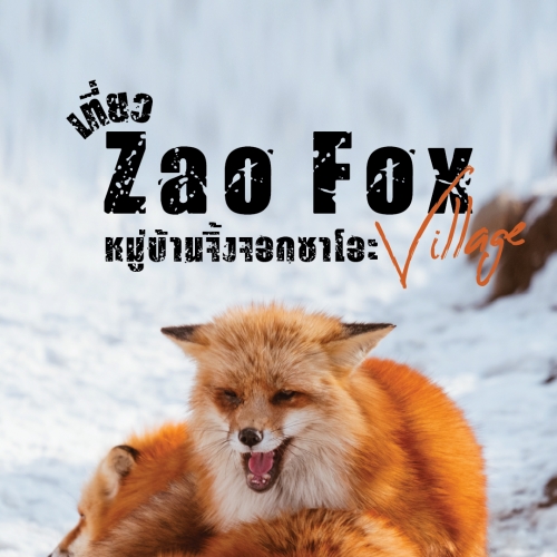 Zao Fox Village หมู่บ้านจิ้งจอกซาโอะ มิยากิ ญี่ปุ่นสุดคิ้วท์