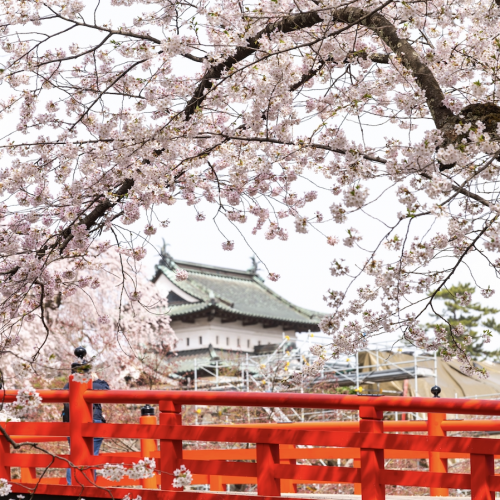 ซากุระ Hirosaki Castle ญี่ปุ่น จุดชมซากุระสวยที่สุด