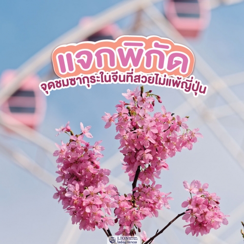 จุดชมซากุระในจีนที่สวยไม่แพ้ญี่ปุ่น เที่ยวจีนฤดูใบไม้ผลิ