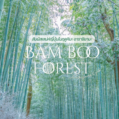 เที่ยวป่าไผ่อาราชิยามะหน้าหนาว เกียวโต - Lion Travels