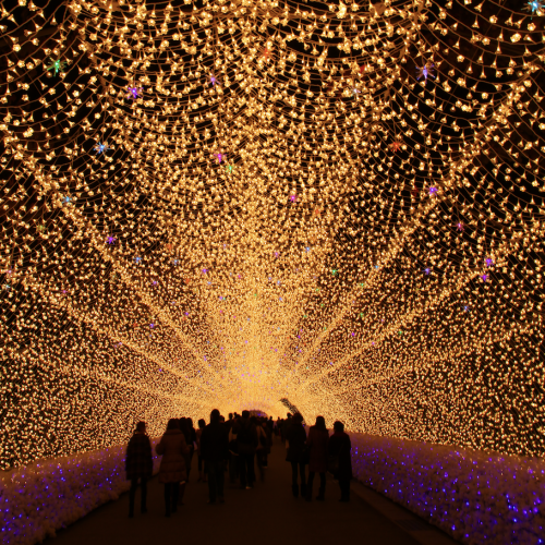 Nabana No Sato Illumination 2025–2026 งานไฟญี่ปุ่น เที่ยวญี่ปุ่น