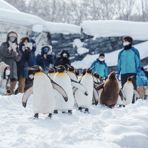 เพนกวินพาเหรด Asahiyama Zoo ฮอกไกโด ไฮไลท์เที่ยวญี่ปุ่นหน้าหนาว