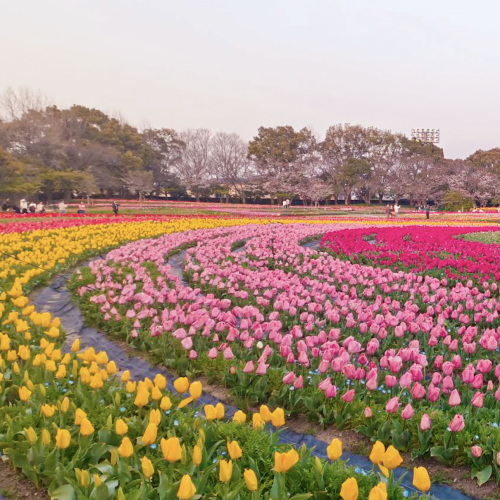 ทุ่งทิวลิปญี่ปุ่น Nabana no Sato พีคมีนา-เมษา เที่ยวคุ้ม