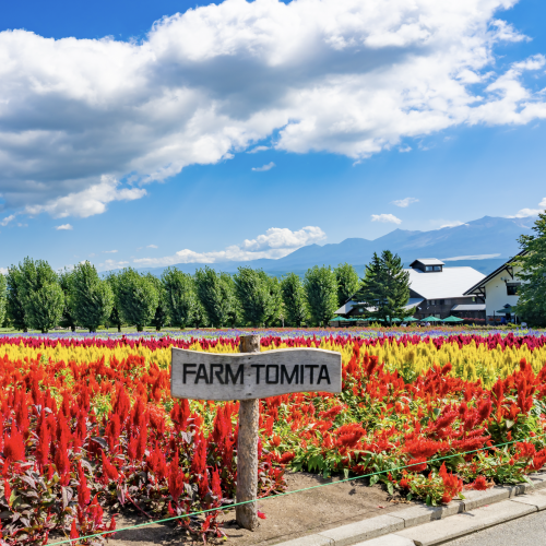 เที่ยวฟาร์มโทมิตะ ฮอกไกโด ทุ่งลาเวนเดอร์และดอกไม้เจ็ดสีสวยที่สุดในญี่ปุ่น