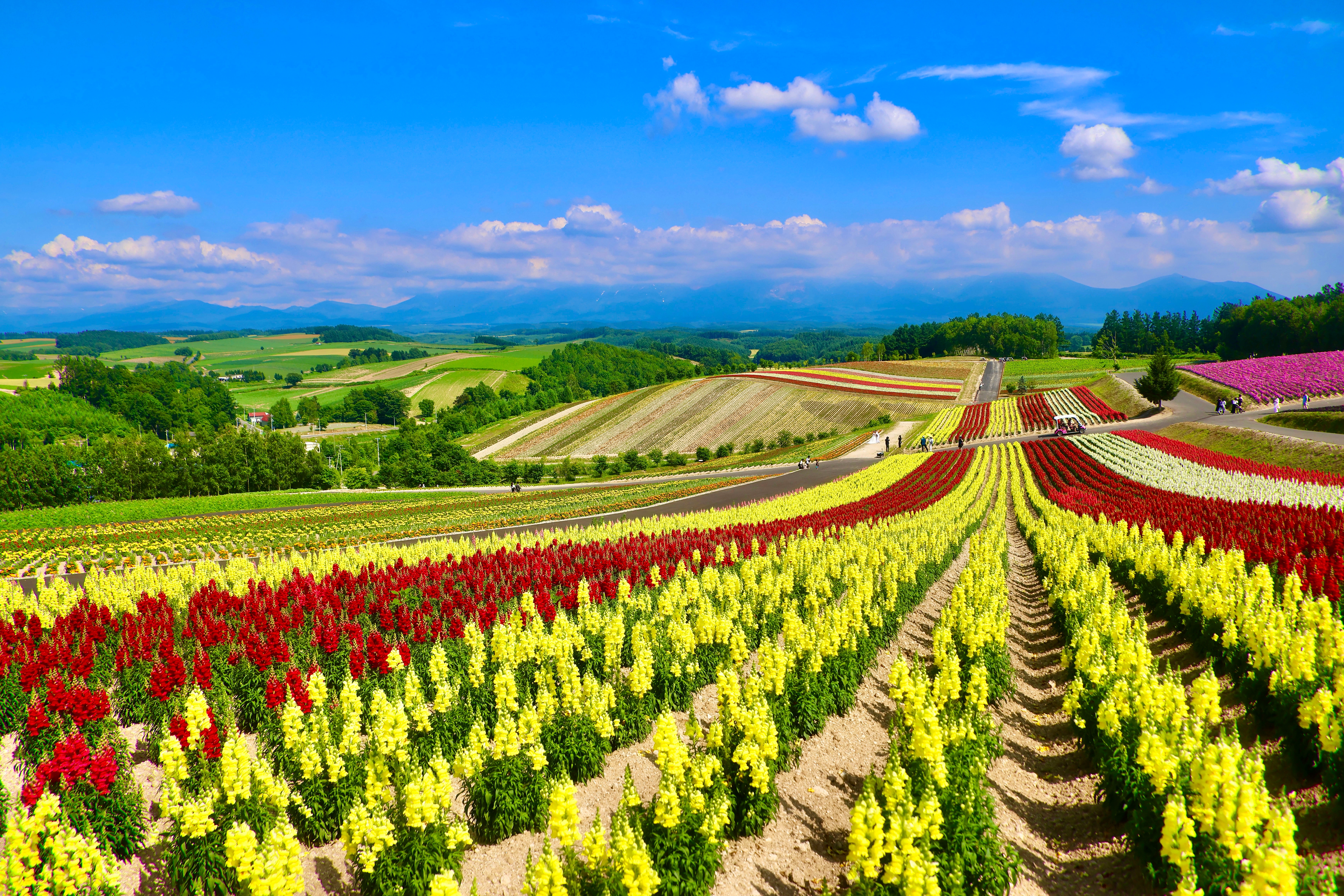 ชมทุ่งลาเวนเดอร์สีม่วงสุดอลังการกับทัวร์ฮอกไกโด