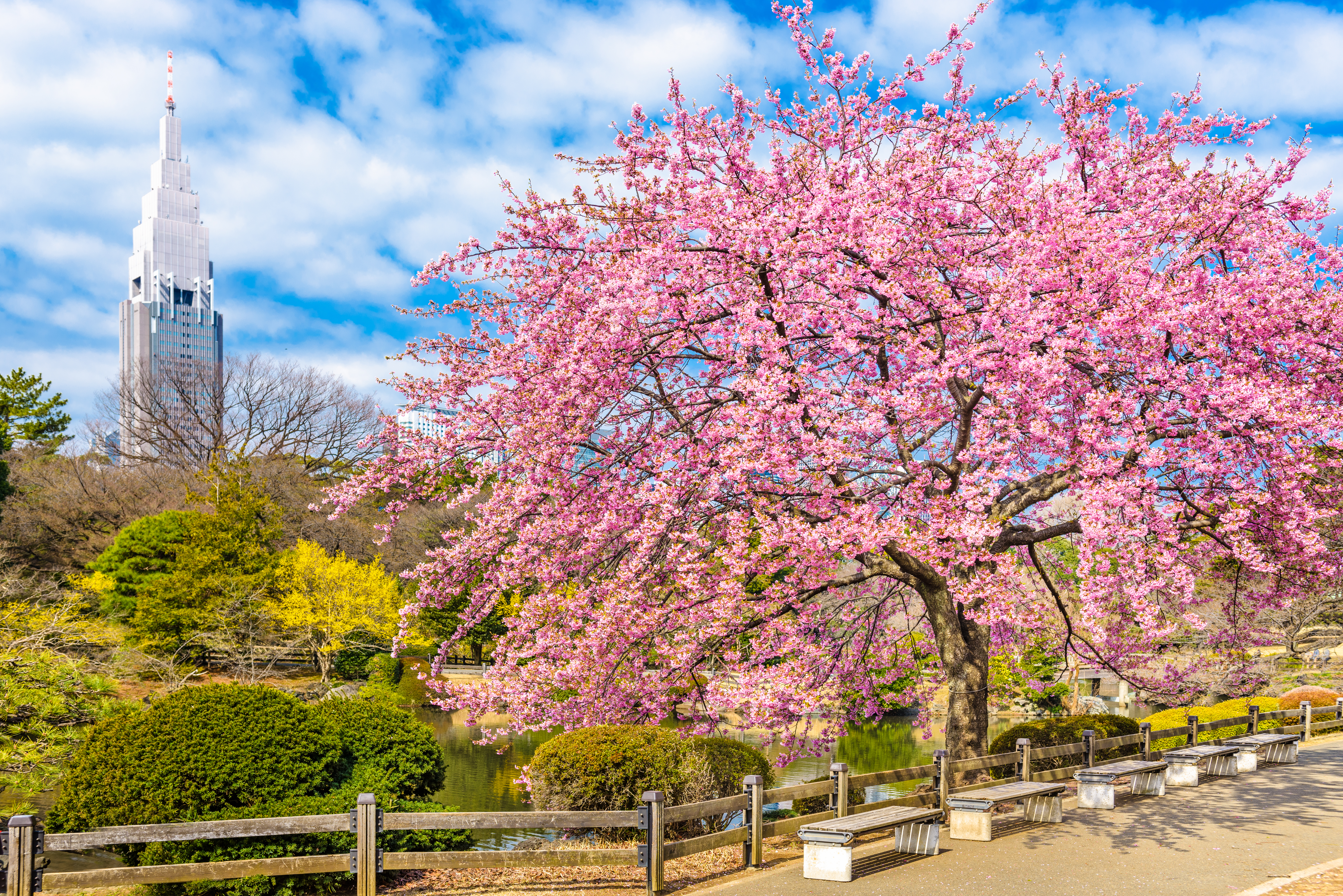 ซากุระในสวนชินจูกุเงียวเอน Shinjuku Gyoen โตเกียว สวนสาธารณะใหญ่ชมซากุระ