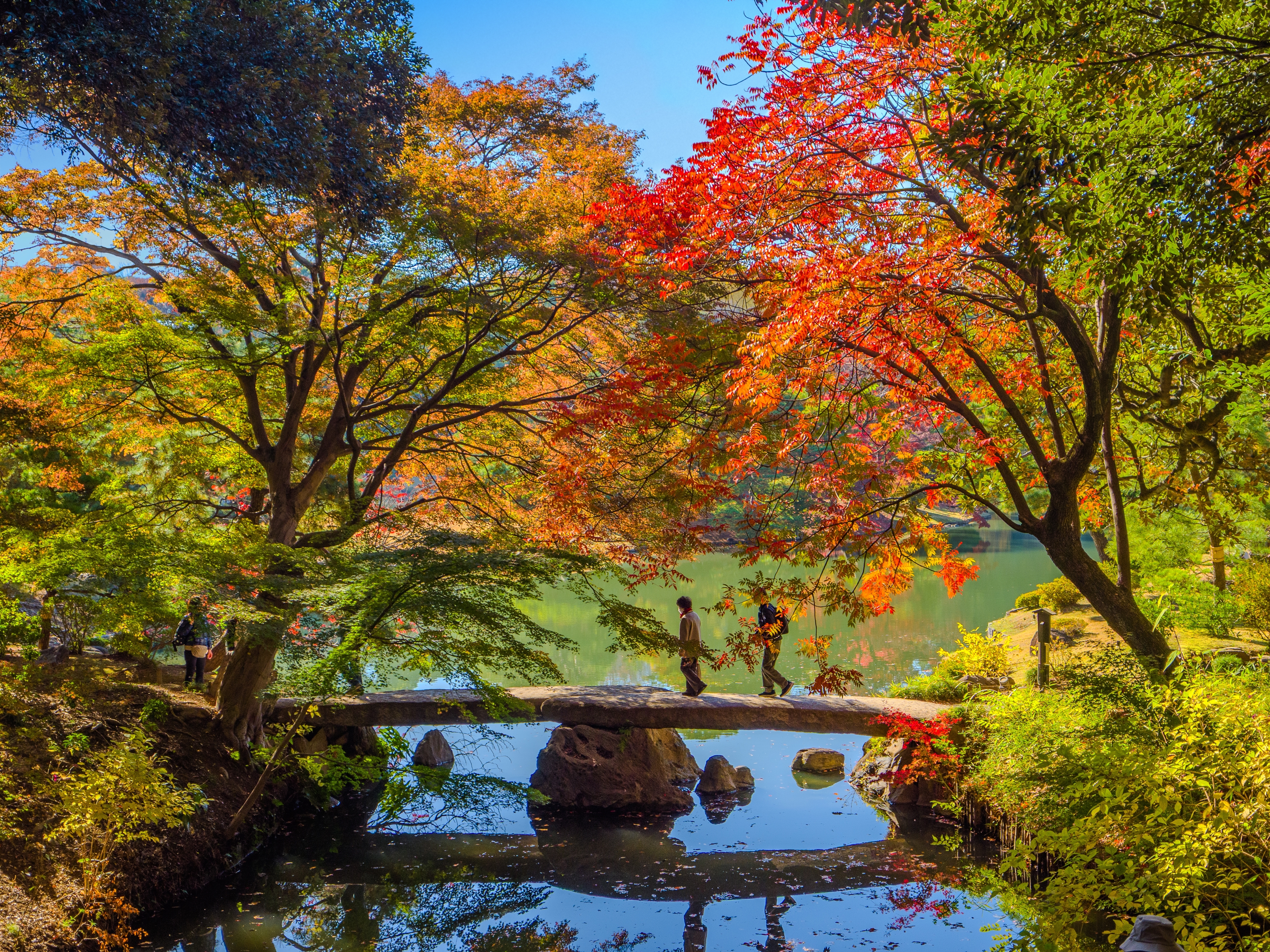 ถนนสายใบแปะก๊วยสีเหลืองทอง Meiji Jingu Gaien ใจกลางกรุงโตเกียว