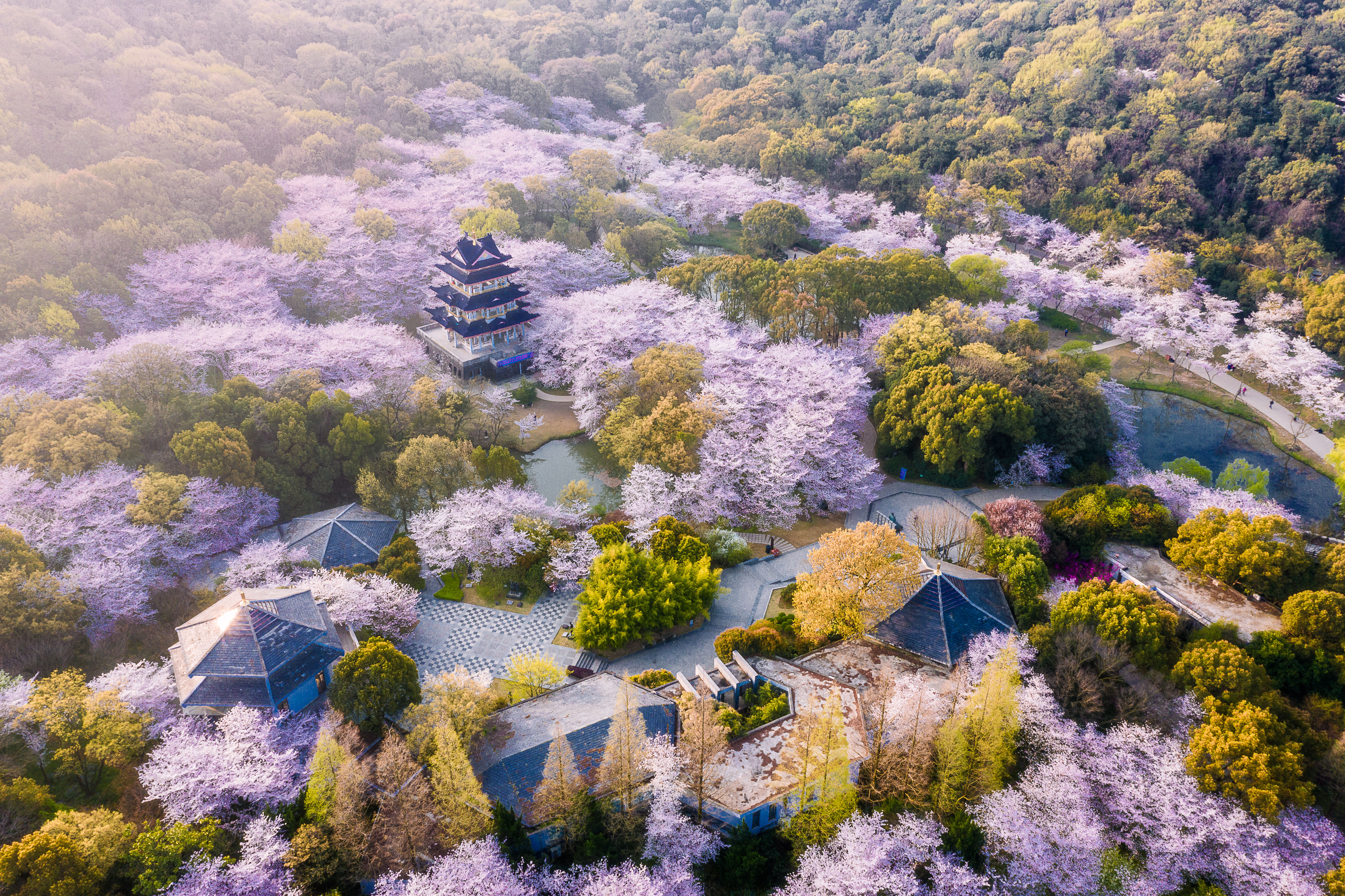 East Lake Cherry Blossom Park Wuhan สวนซากุระอู่ฮั่น จุดชมซากุระที่ใหญ่ที่สุดในจีน