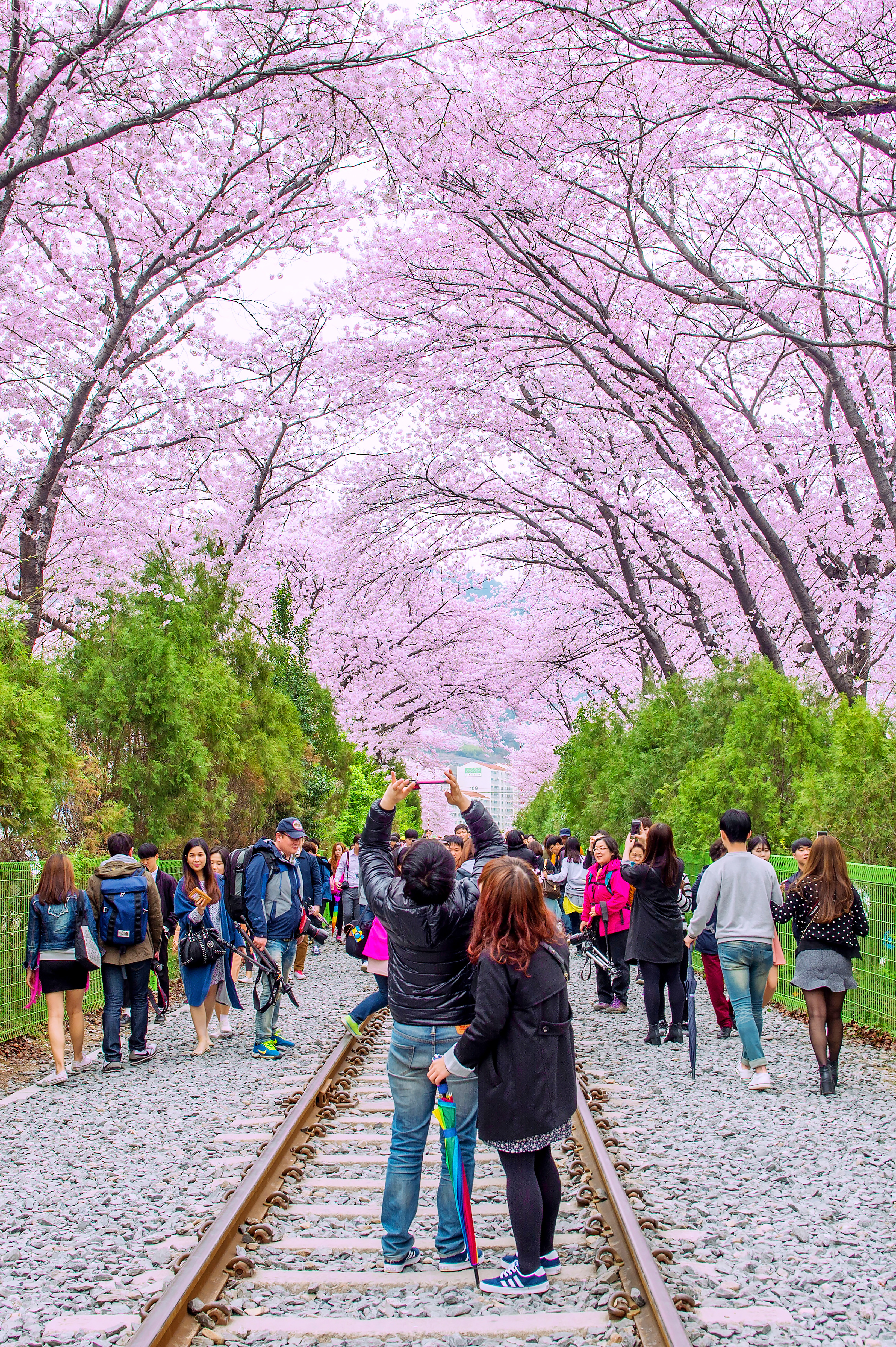 บรรยากาศดอกซากุระริมทางเดินในเมืองจินแฮ เกาหลีใต้