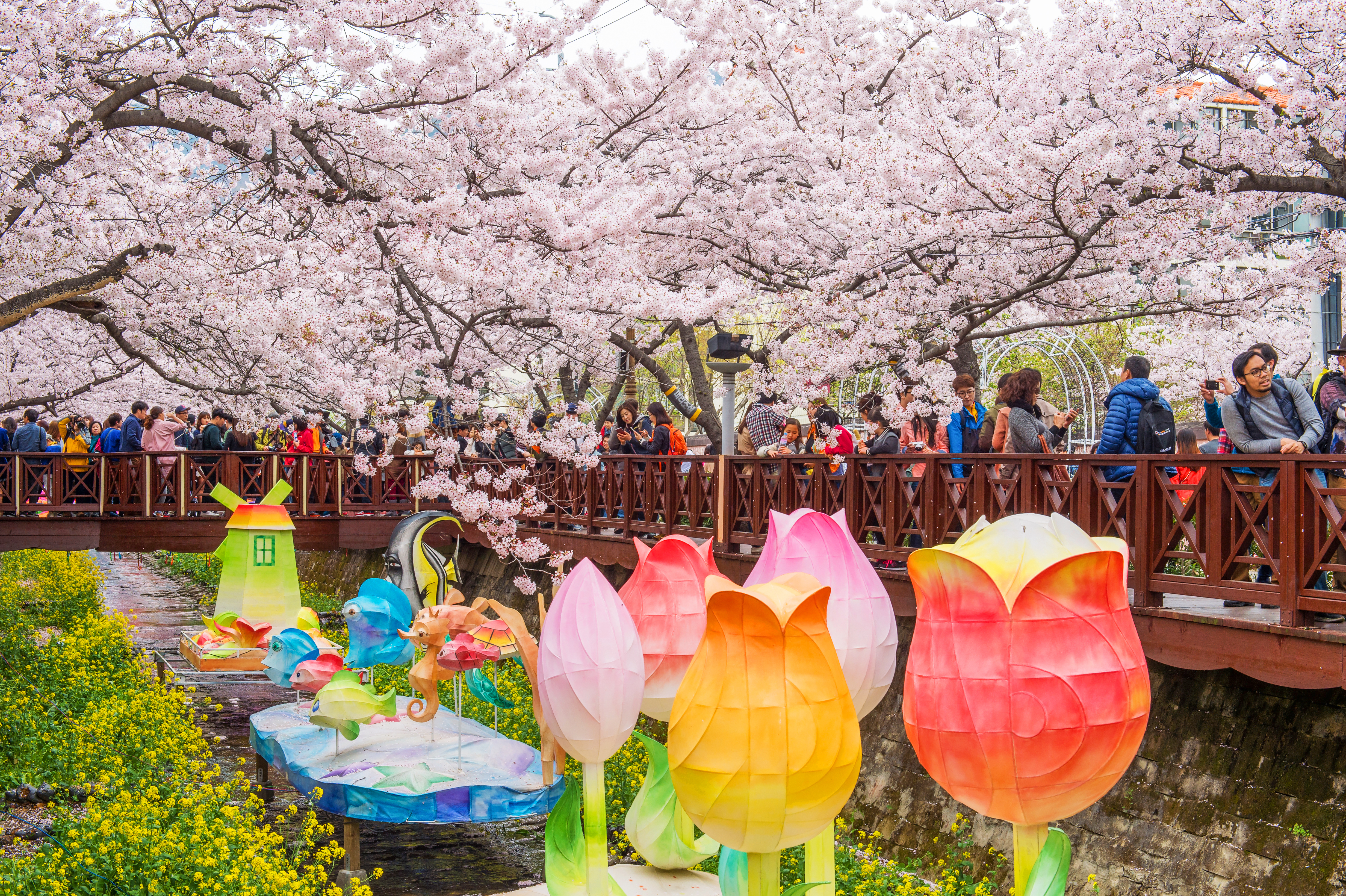 วิวเมืองจินแฮและดอกซากุระบานทั่วเมืองในเทศกาล Jinhae Gunhangje 2026
