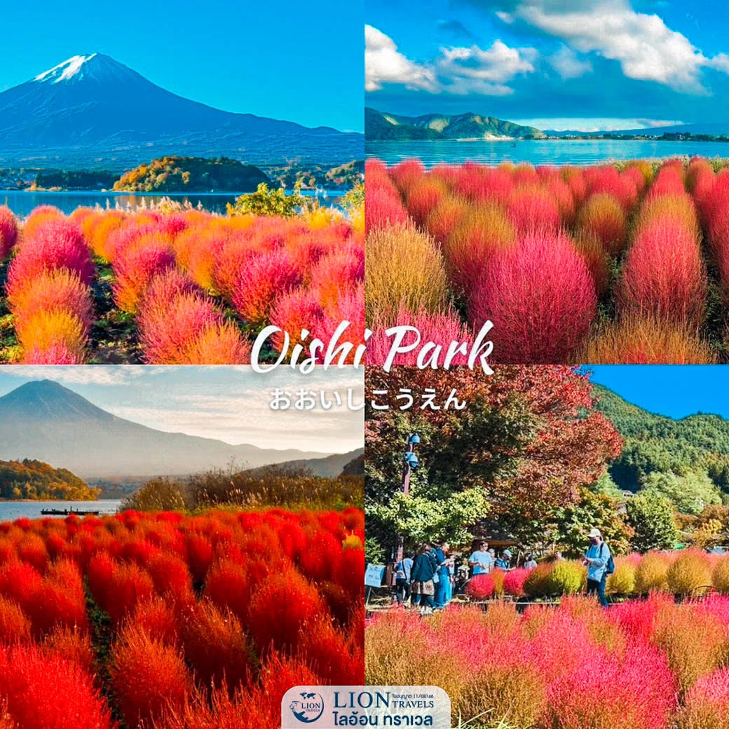 สวนโออิชิริมทะเลสาบคาวากุจิโกะ ช่วงฤดูใบไม้เปลี่ยนสีพร้อมวิวภูเขาไฟฟูจิ