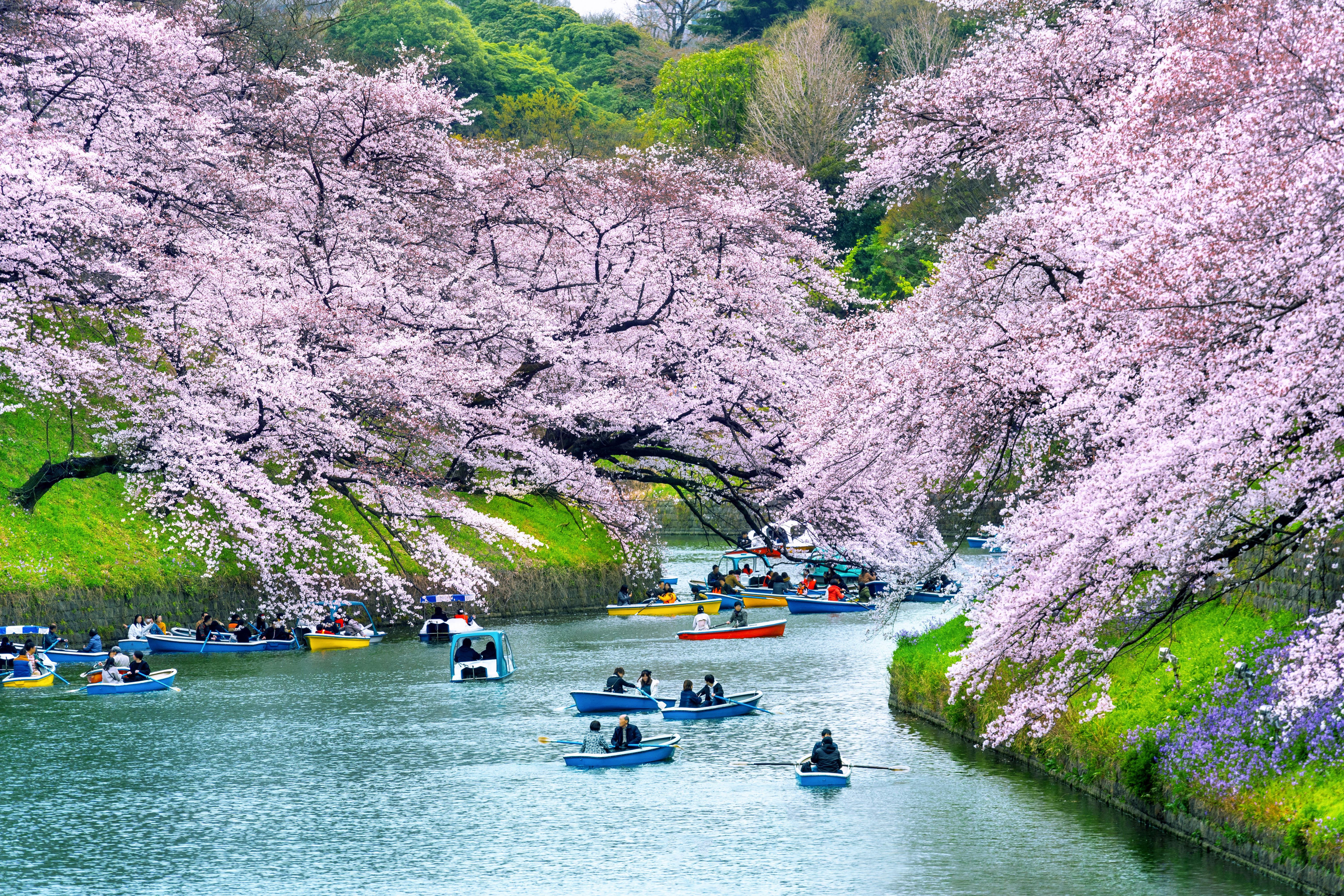 ซากุระริมคูน้ำชิโดริงาฟุจิ Chidorigafuchi โตเกียว จุดพายเรือชมซากุระ