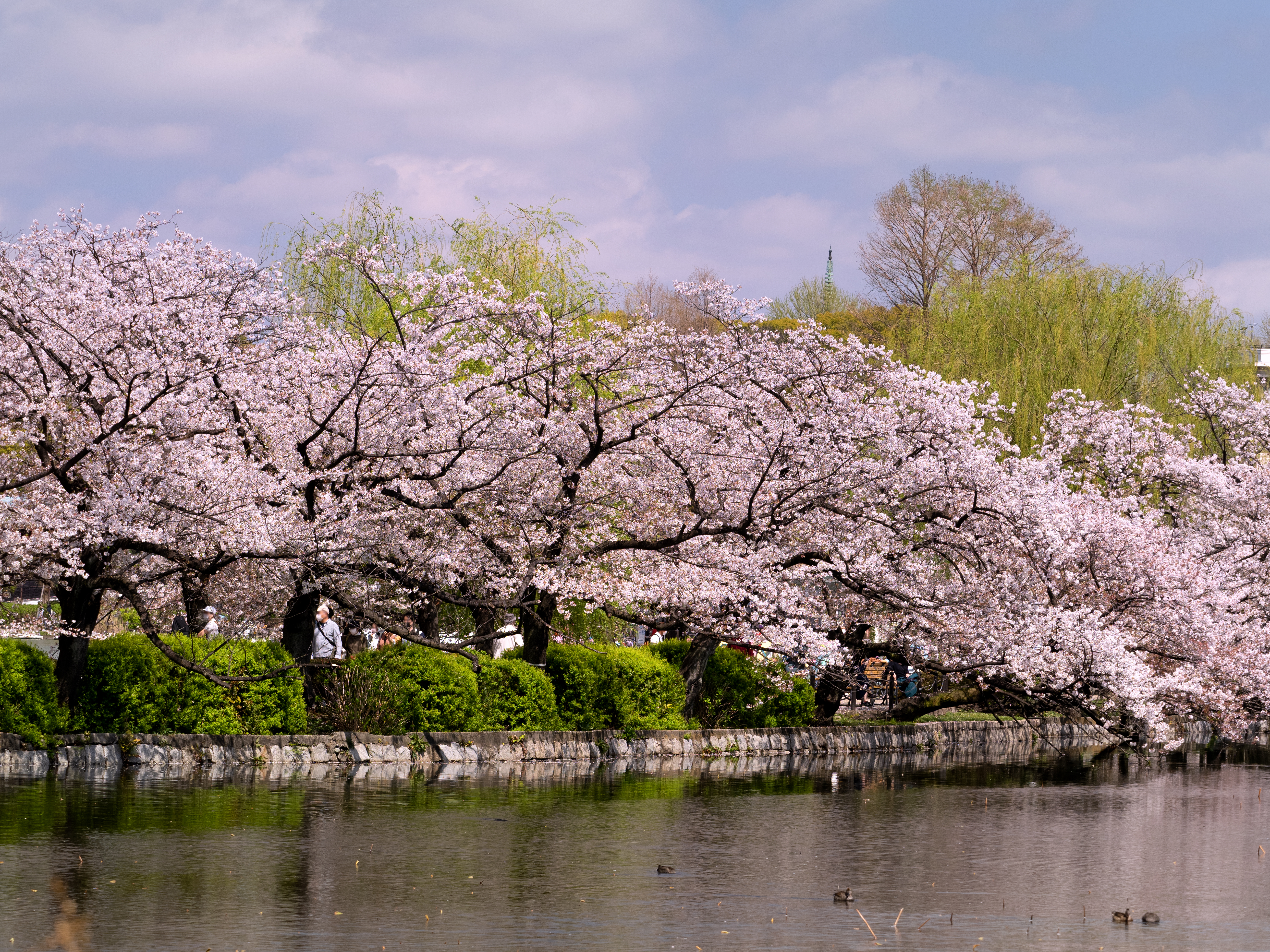 ซากุระบานที่สวนอุเอโนะ Ueno Park โตเกียว จุดชมซากุระชื่อดังของญี่ปุ่น