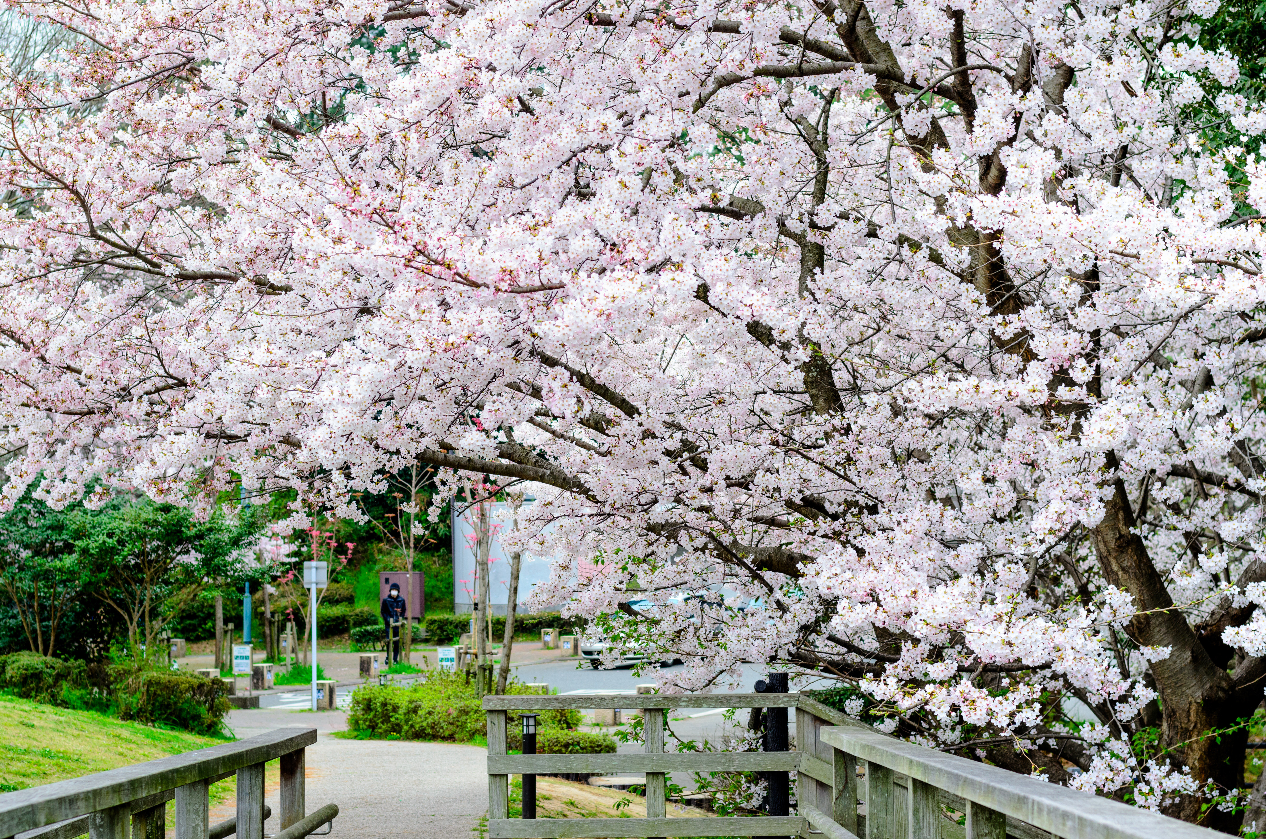 ซากุระในสวนอาสุกะยามะ Asukayama Park โตเกียว จุดชมซากุระยอดนิยม