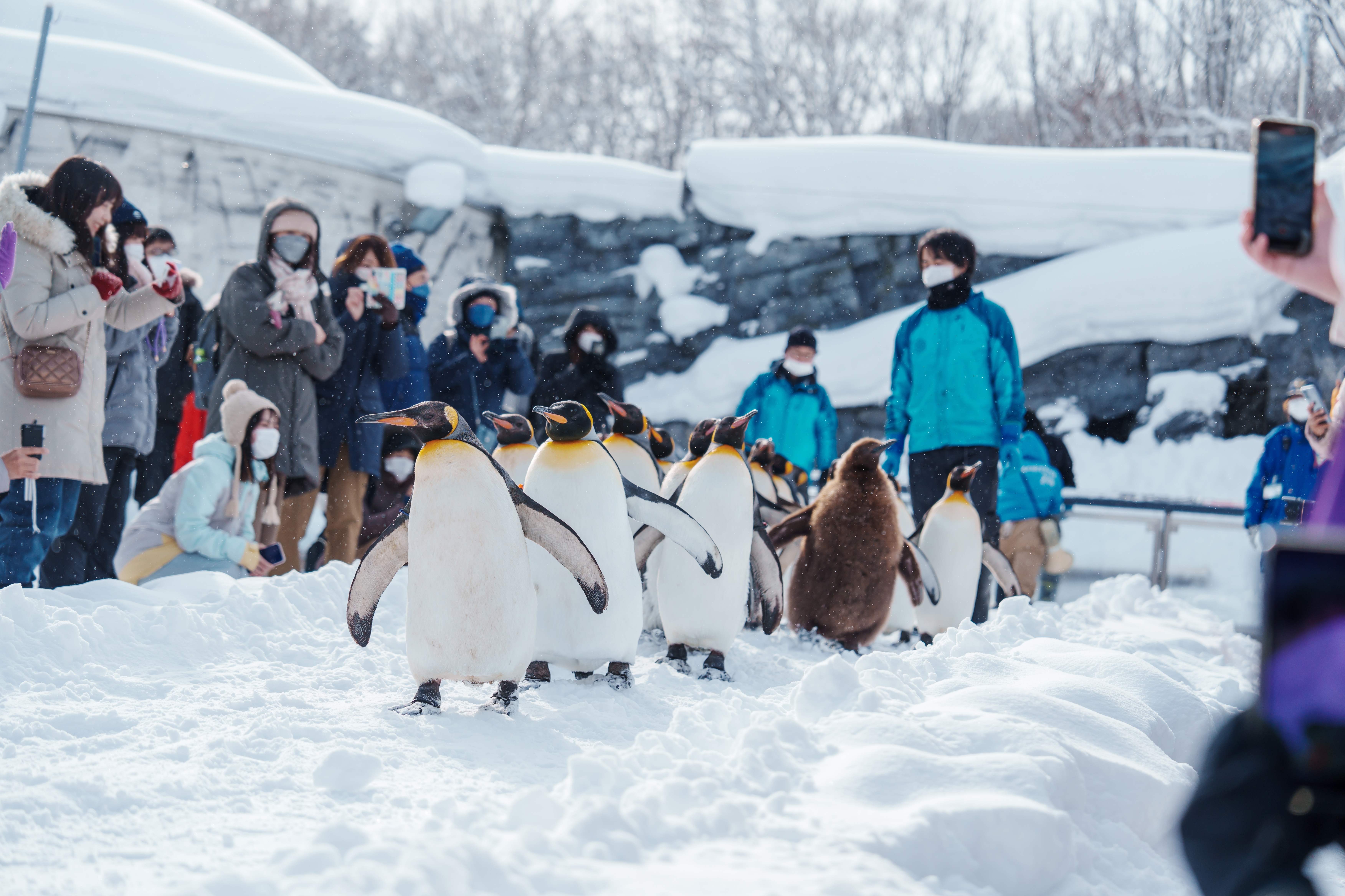 บรรยากาศภายในสวนสัตว์ Asahiyama Zoo แหล่งท่องเที่ยวดังในฮอกไกโด