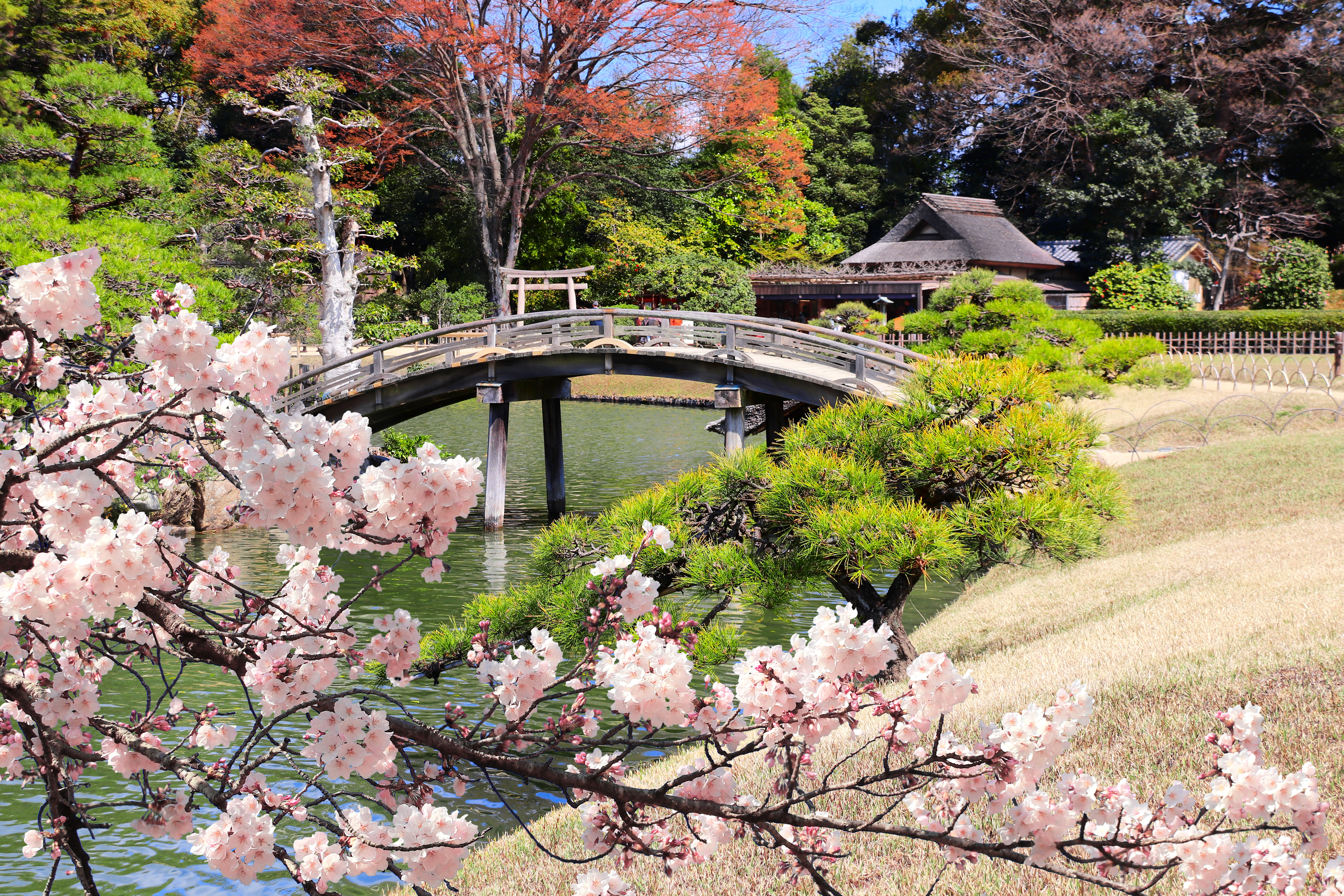 สวนญี่ปุ่นโคอิชิกาวะ โคระคุเอ็น Koishikawa Korakuen โตเกียว ซากุระบาน