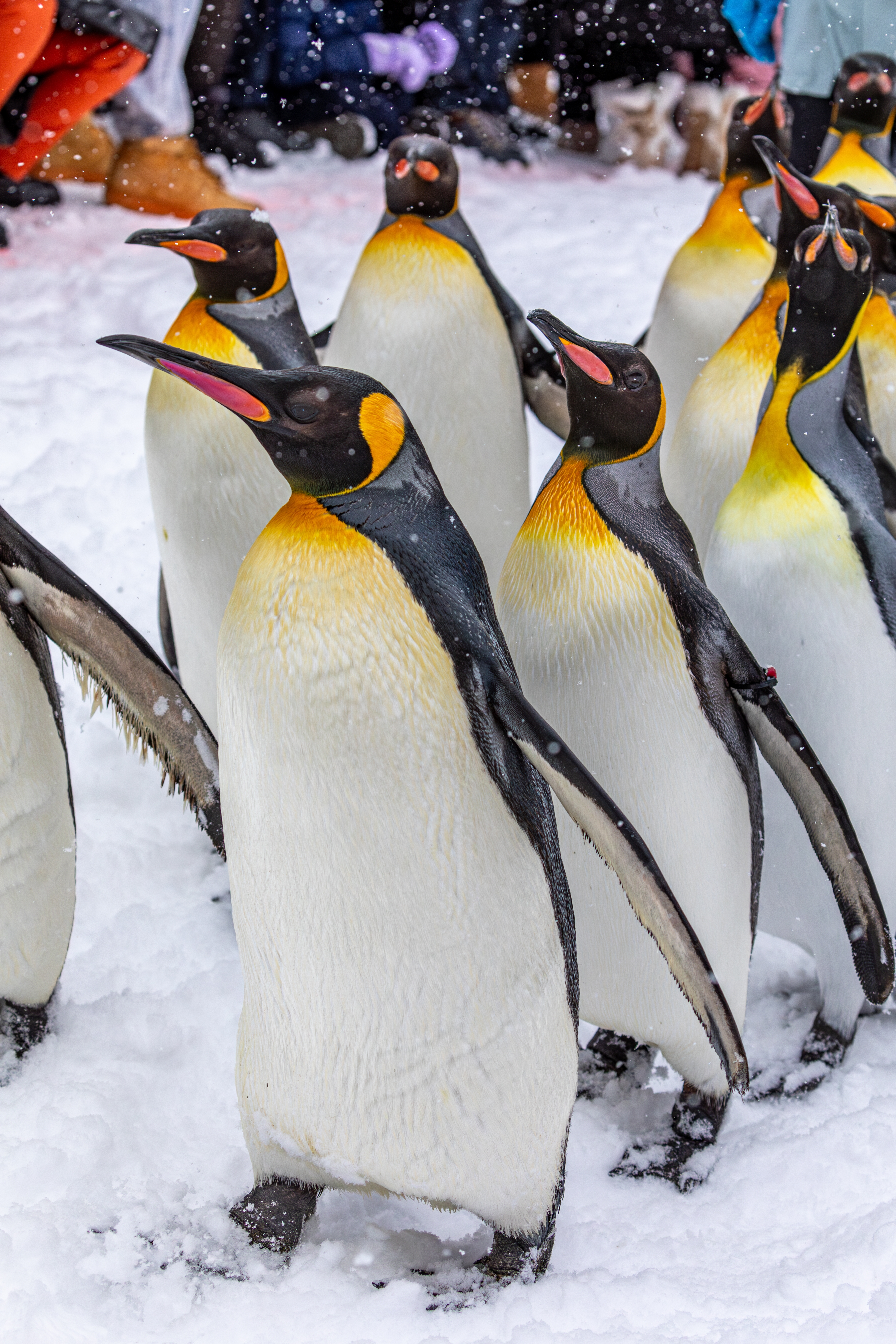 Penguin Parade ขบวนพาเหรดเพนกวิน ไฮไลท์ท่องเที่ยวฮอกไกโดหน้าหนาว