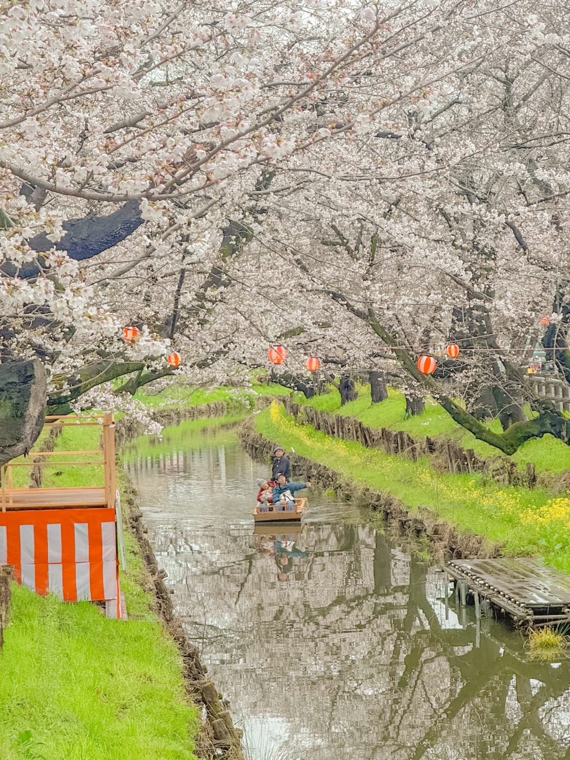 ล่องเรือคลองชิงาชิ ชมซากุระ คาวาโกเอะ ญี่ปุ่น บรรยากาศโรแมนติก