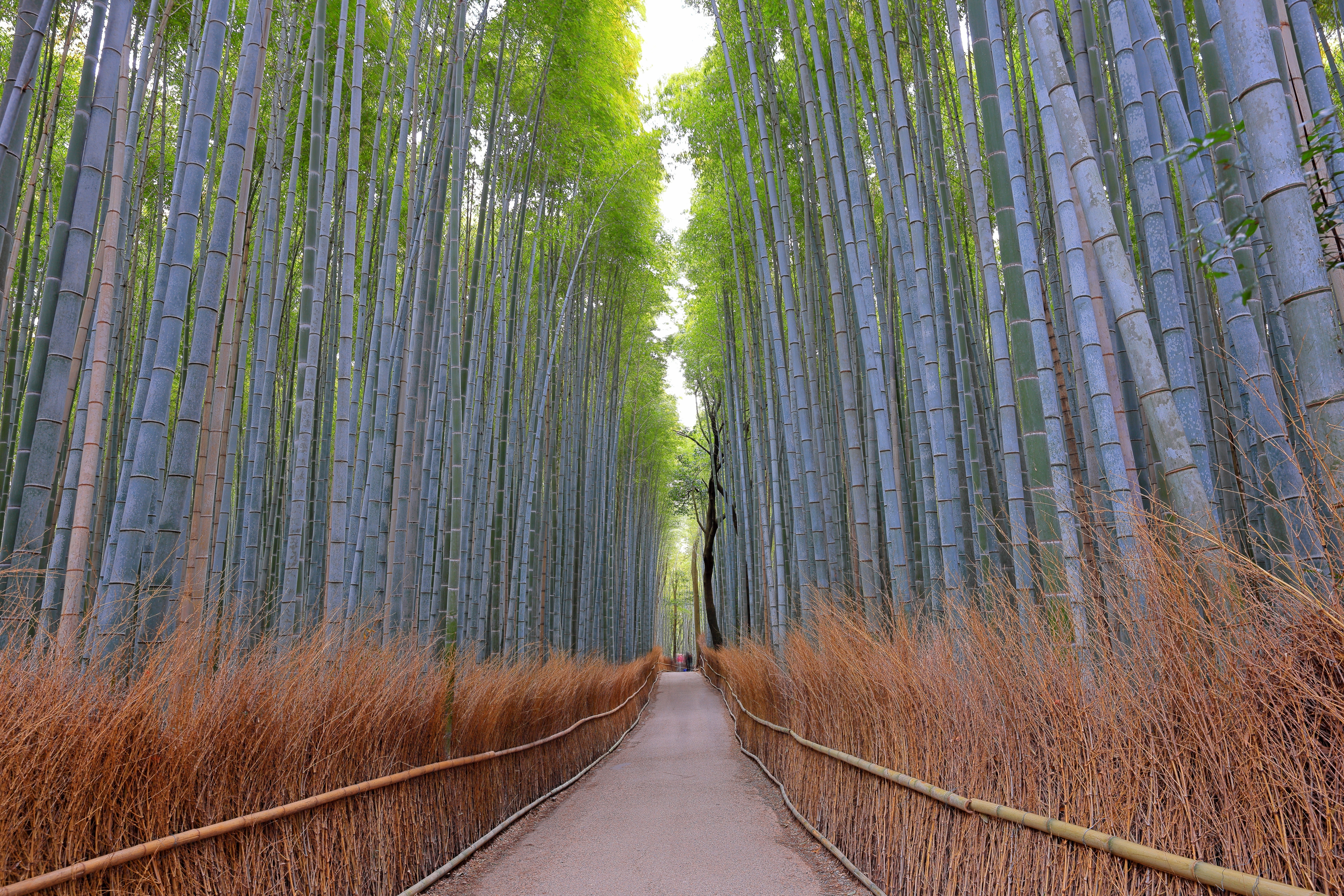 ป่าไผ่อาราชิยามะ Arashiyama Bamboo Grove เกียวโต