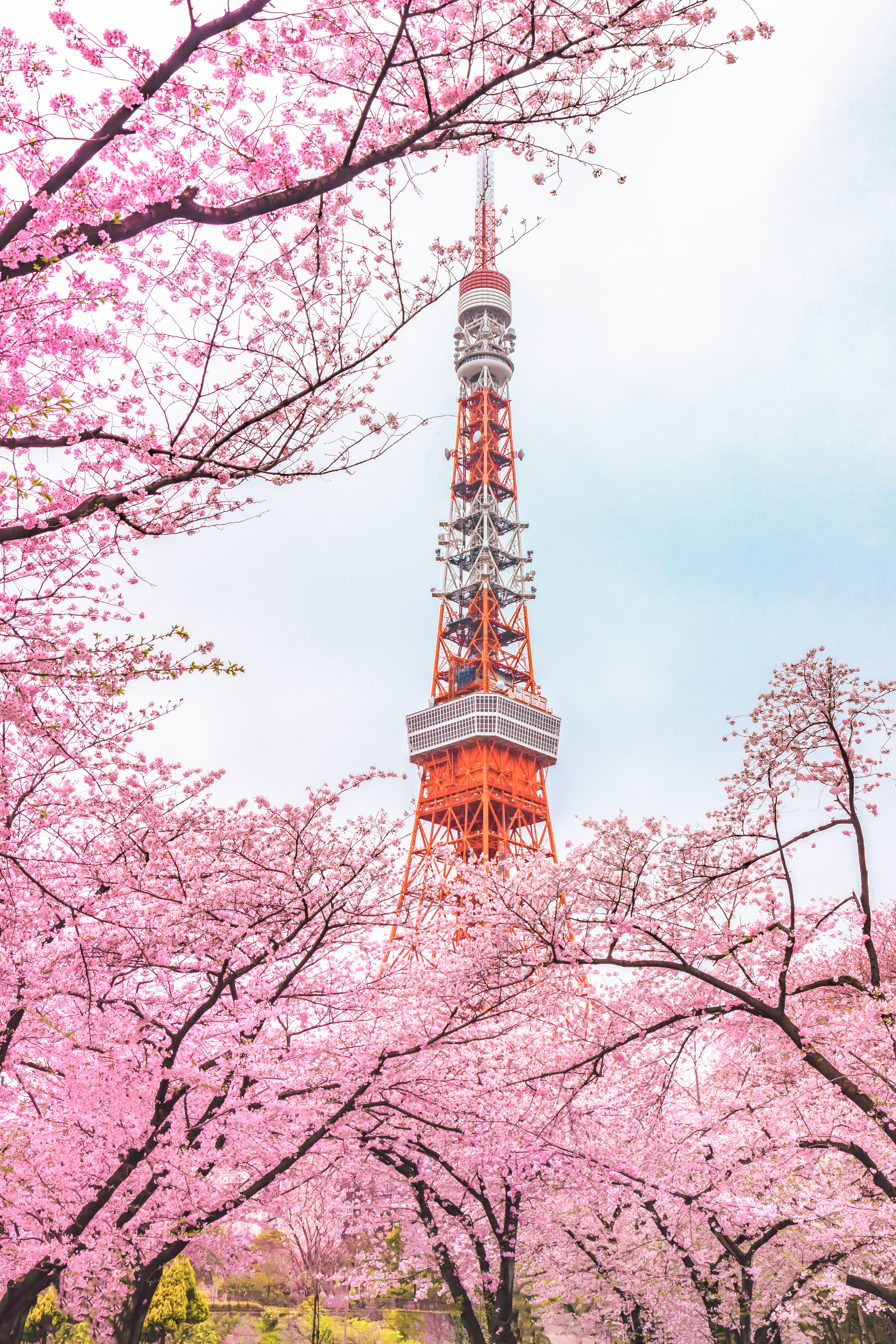 ซากุระบานในโตเกียว ประเทศญี่ปุ่น ฤดูใบไม้ผลิ cherry blossom Tokyo Japan