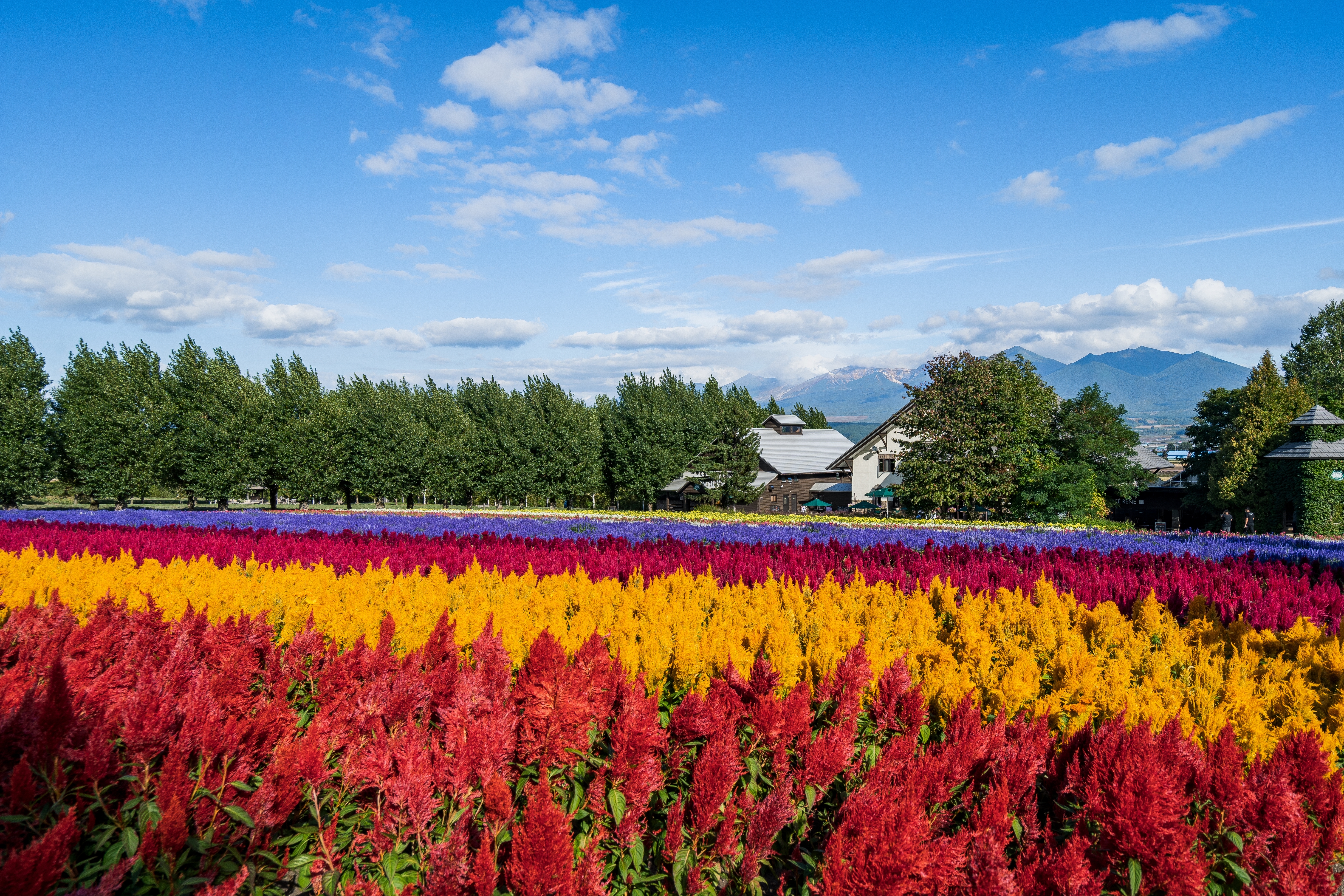 ทุ่งดอกไม้เจ็ดสี Irodori Field ที่ Farm Tomita ฮอกไกโด ความสวยงามของดอกไม้หลากสายพันธุ์ปลูกเรียงเป็นแถว