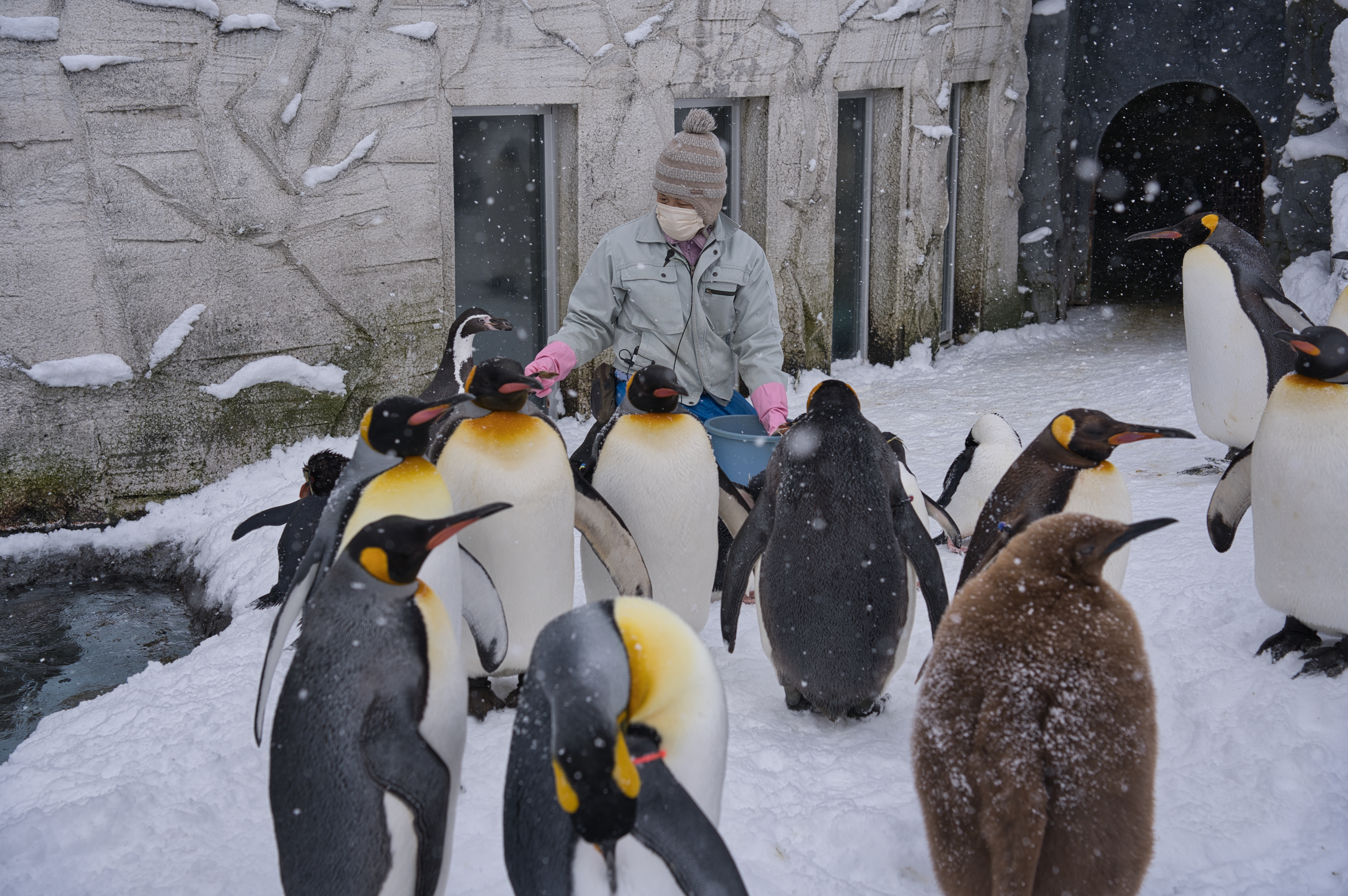 ฝูงเพนกวินเดินพาเหรดบนหิมะ Asahiyama Zoo เมือง Asahikawa ฮอกไกโด