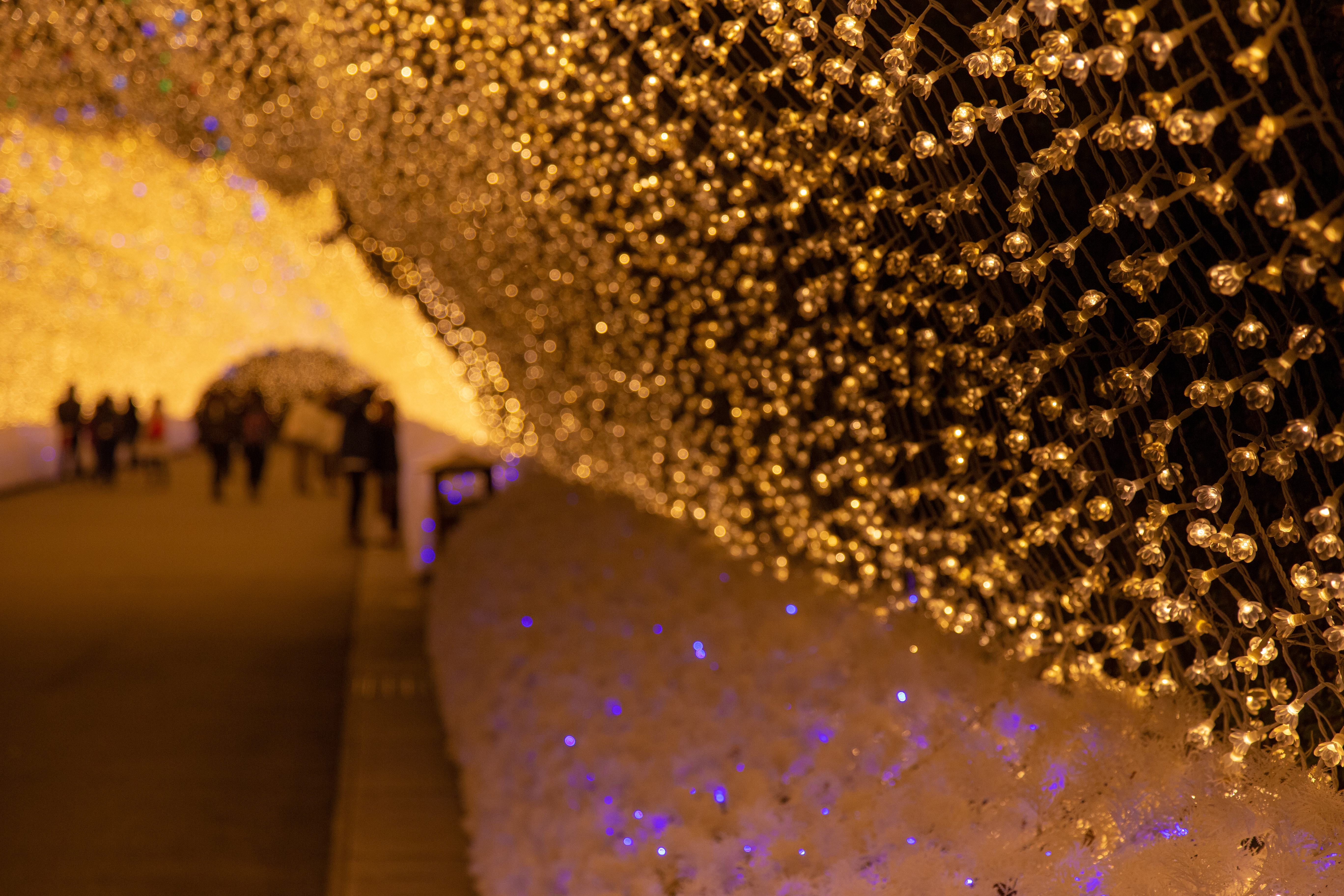Nabana No Sato Illumination 2026 งานไฟญี่ปุ่น Nagashima Resort Mie Japan