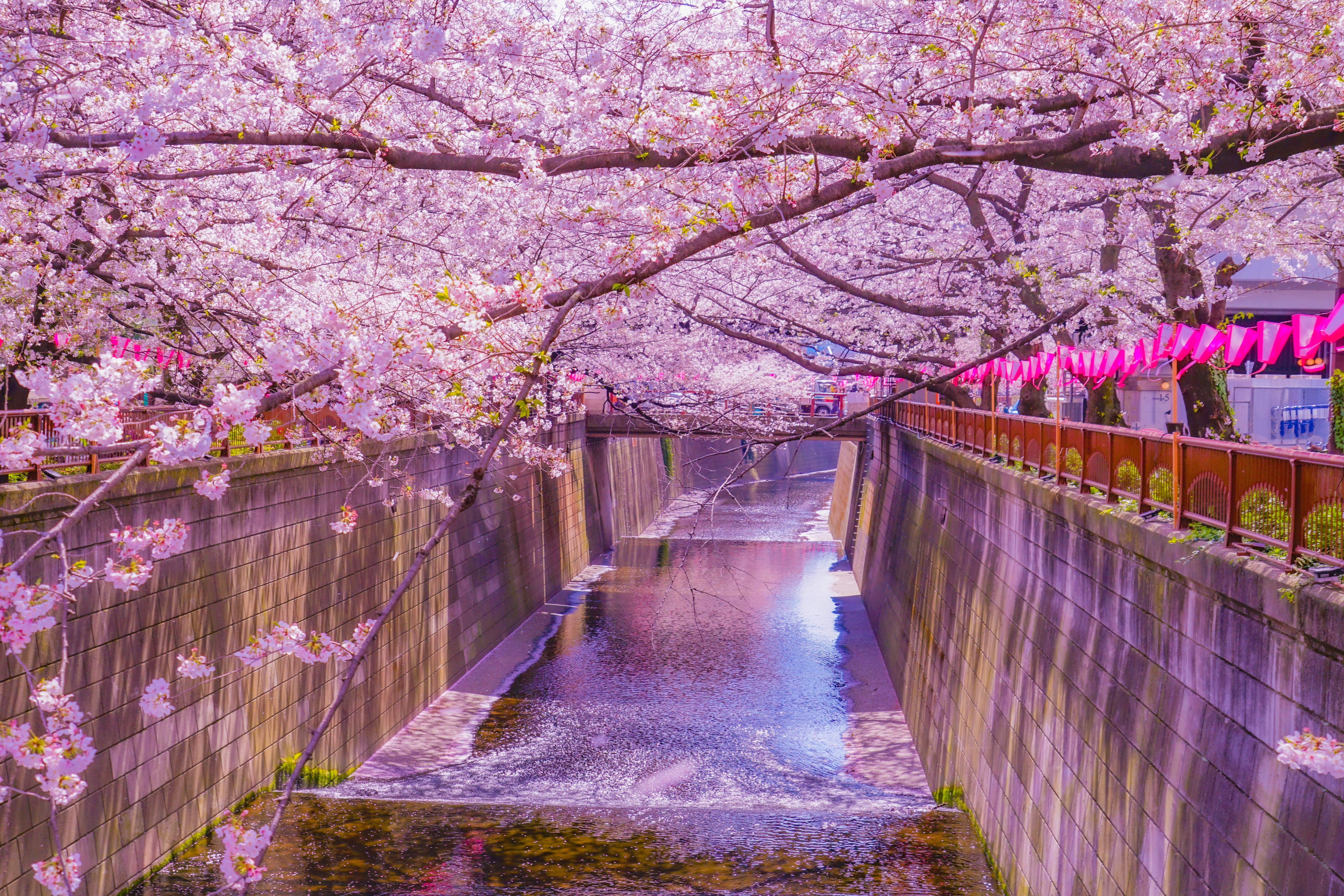 อุโมงค์ซากุระริมแม่น้ำเมกุโระ Meguro River โตเกียว ญี่ปุ่น จุดชมซากุระยอดนิยม