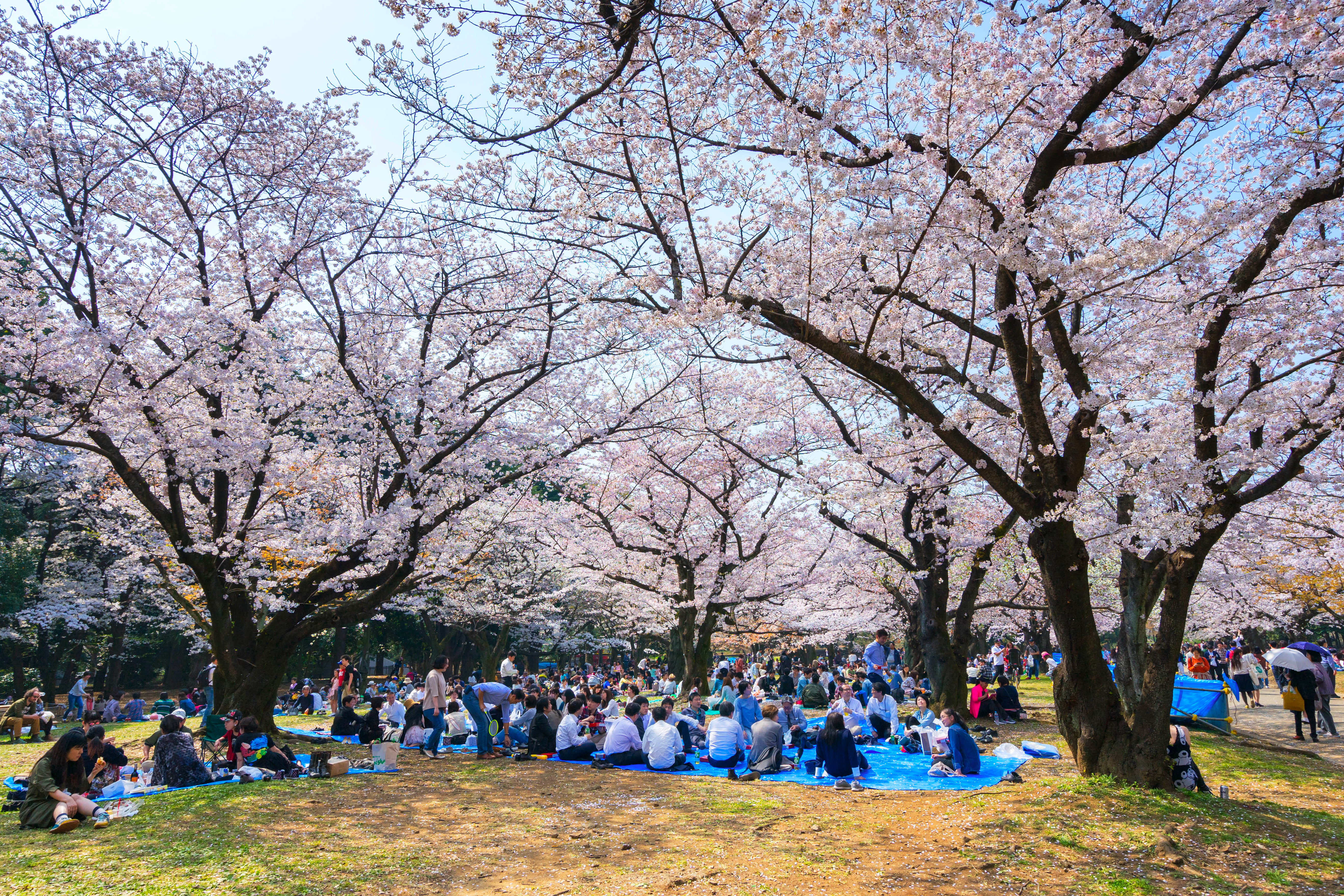 บรรยากาศซากุระในสวนโยโยกิ Yoyogi Park โตเกียว จุดปิกนิกใต้ต้นซากุระ