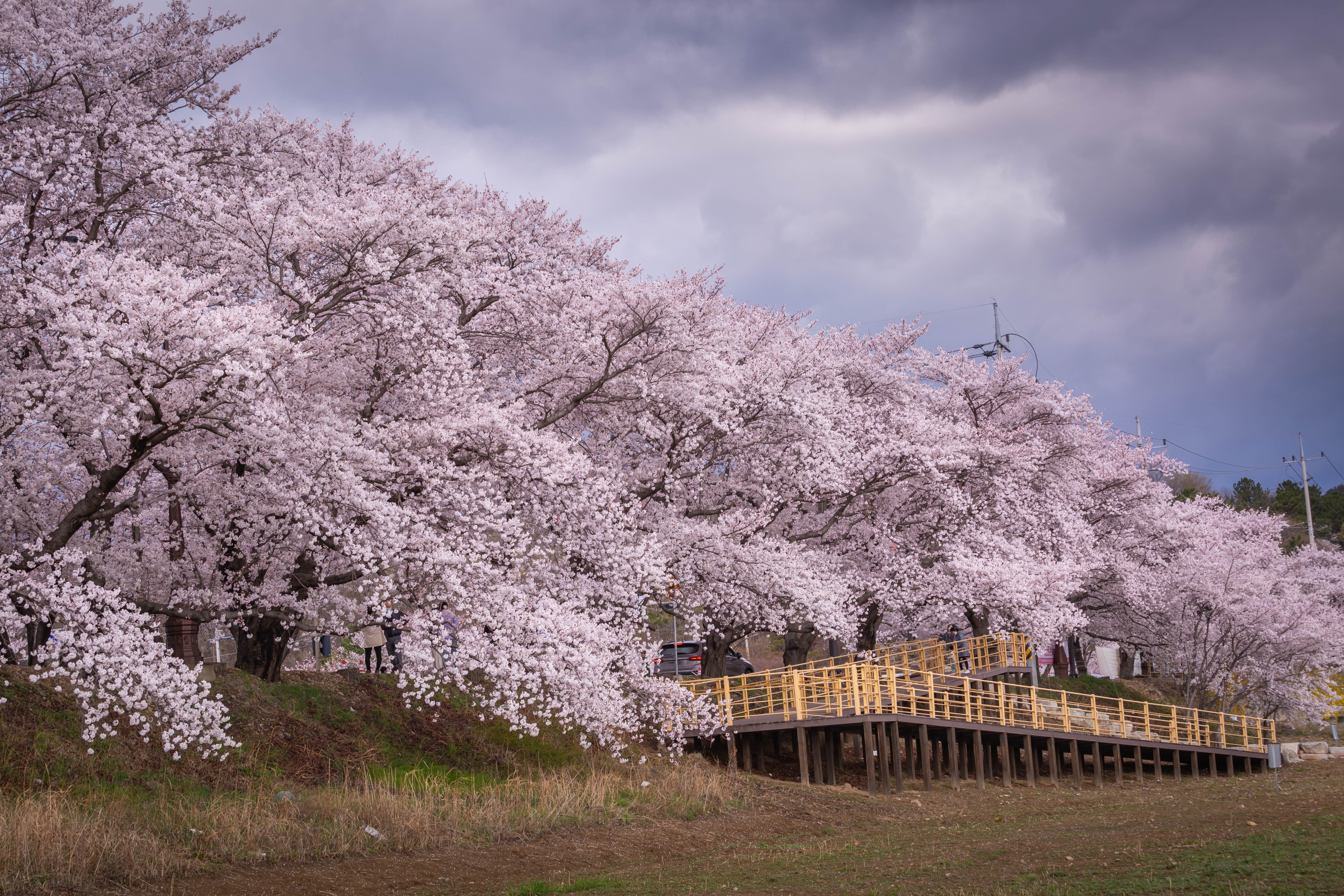 Bomun Lake ทะเลสาบโบมุน จุดชมซากุระยอดนิยมที่คยองจู