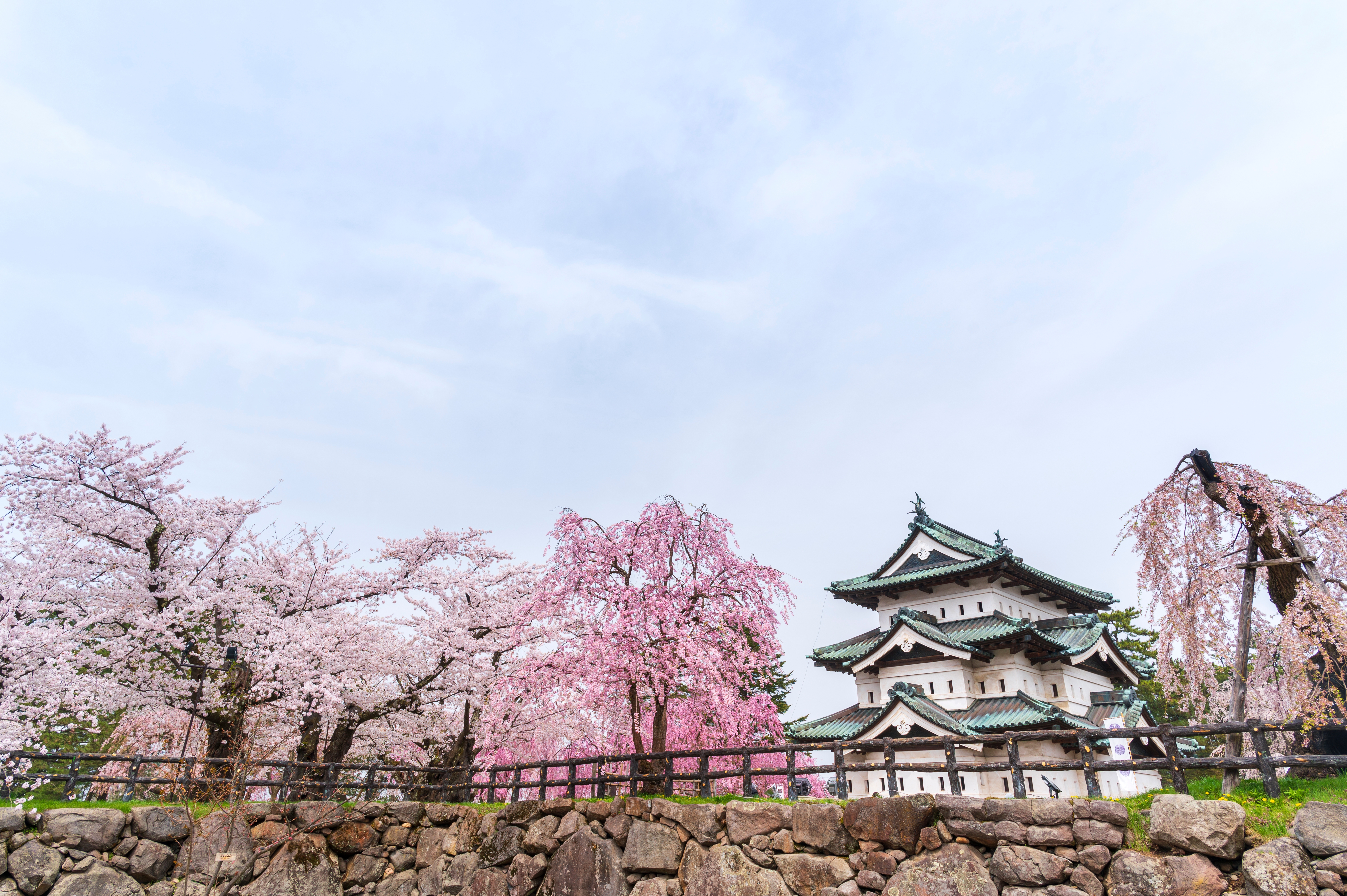 วิวซากุระรอบปราสาท Hirosaki Castle ประเทศญี่ปุ่น ช่วงเทศกาลซากุระ