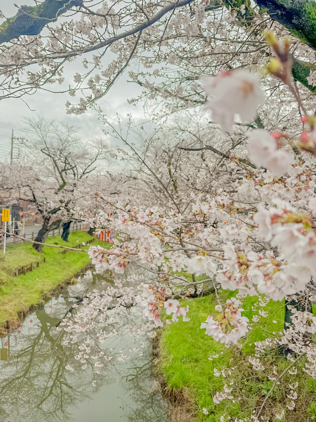 คลองชิงาชิ คาวาโกเอะ วิวซากุระสะท้อนน้ำ ญี่ปุ่น จุดถ่ายรูปยอดนิยม