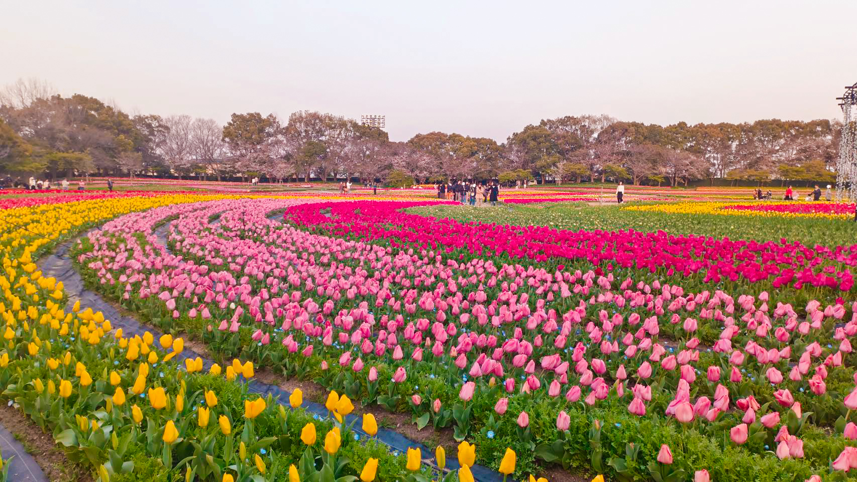 ทุ่งทิวลิปญี่ปุ่น Nabana no Sato ใกล้นาโกย่า ดอกไม้หลากสีบานสะพรั่งช่วงมีนาคมเมษายน