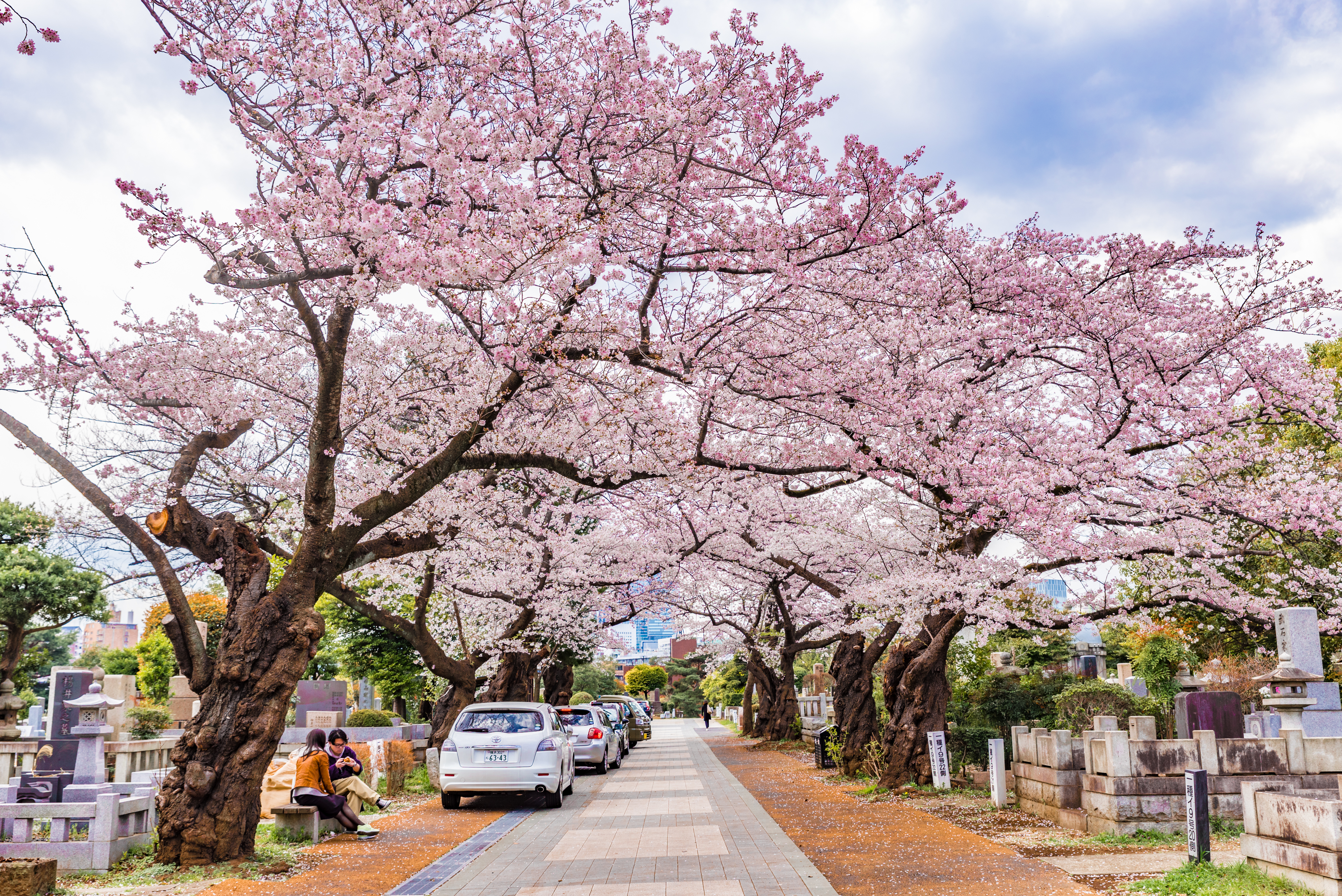 ถนนซากุระในสุสานอาโอยามะ Aoyama Cemetery โตเกียว ทางเดินซากุระ