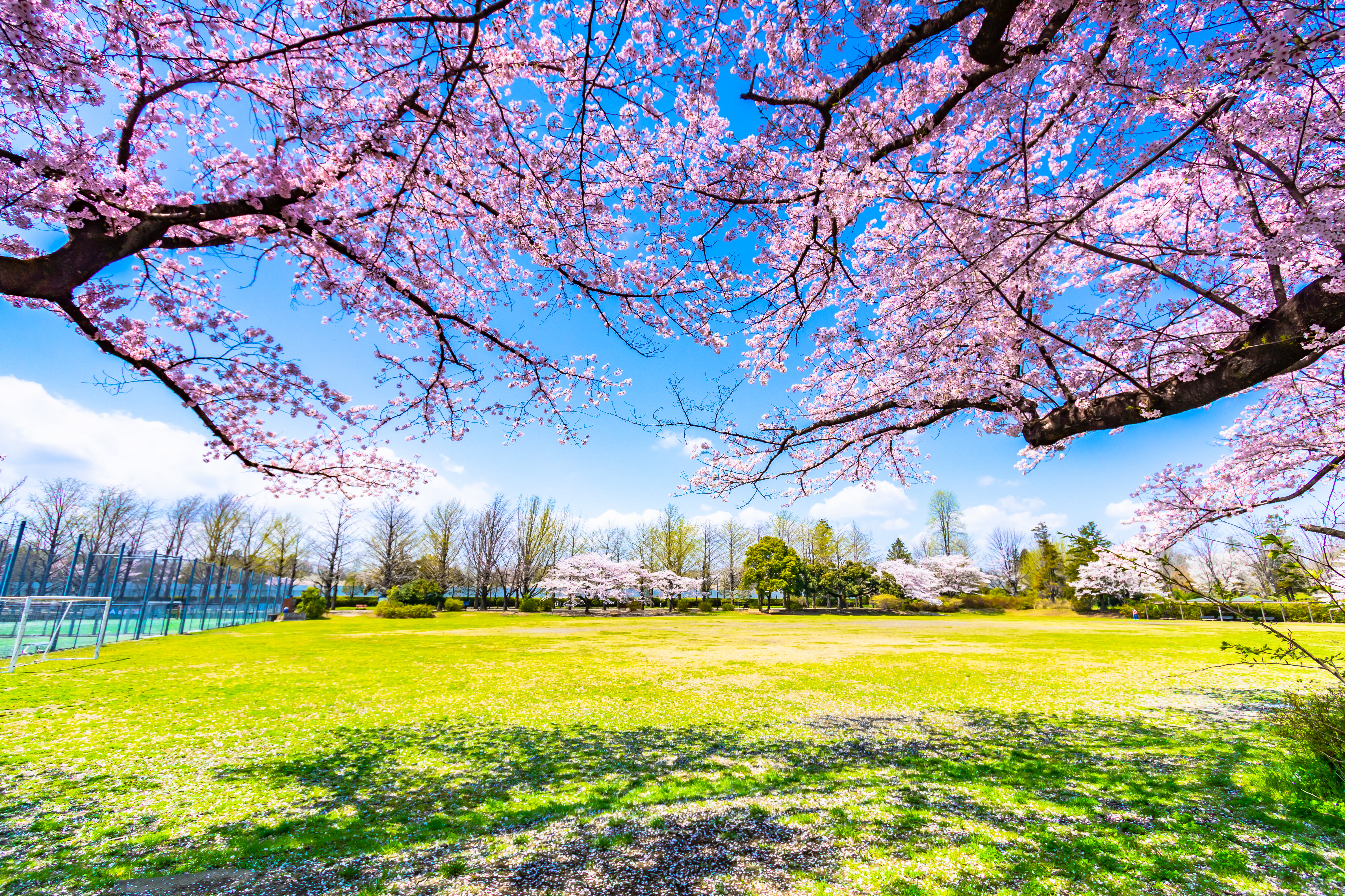 ซากุระริมแม่น้ำสุมิดะ Sumida Park โตเกียว พร้อมวิว Tokyo Skytree