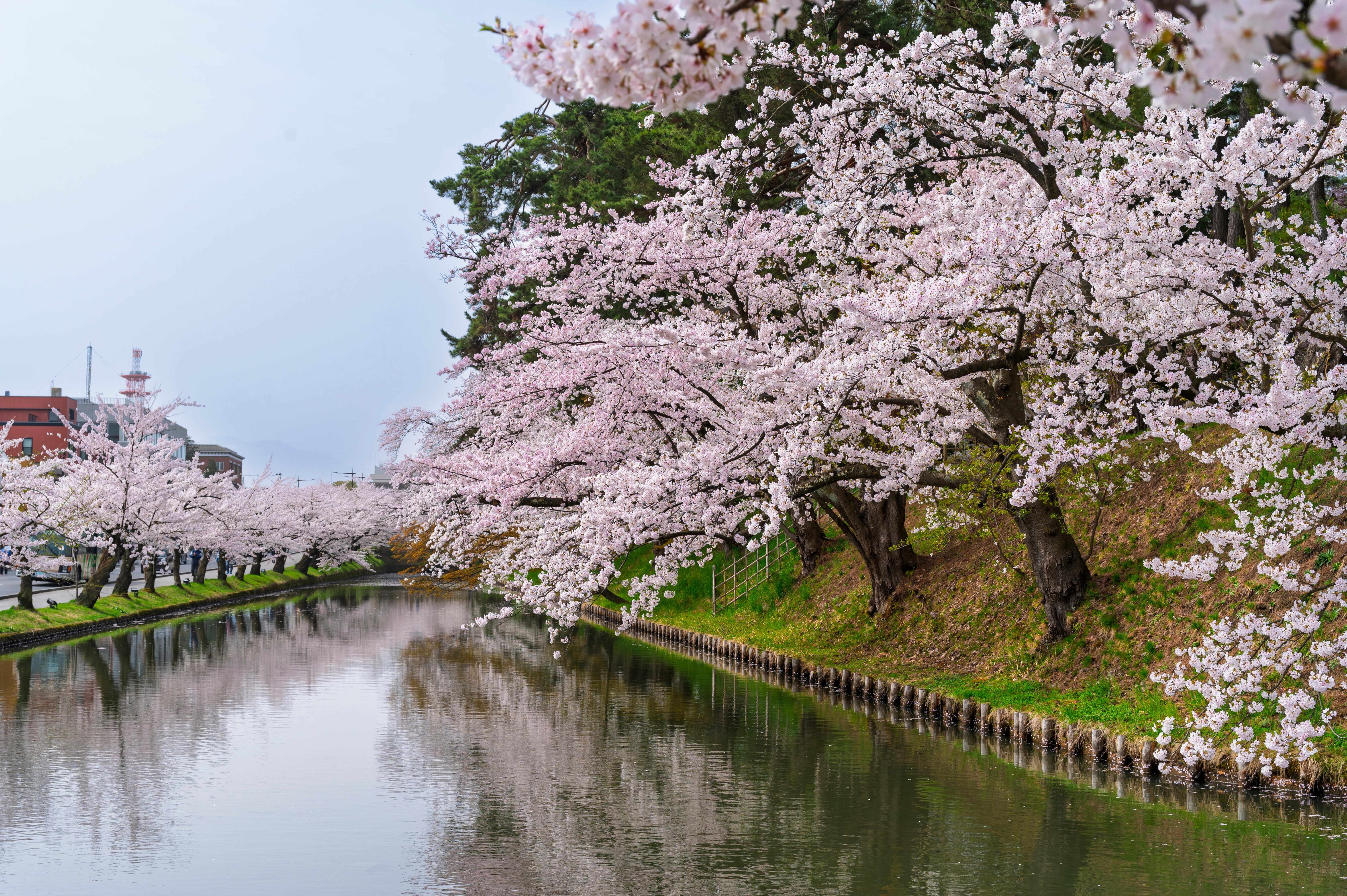เทศกาลซากุระ Hirosaki Castle ญี่ปุ่น ช่วงปลายเมษายนถึงต้นพฤษภาคม