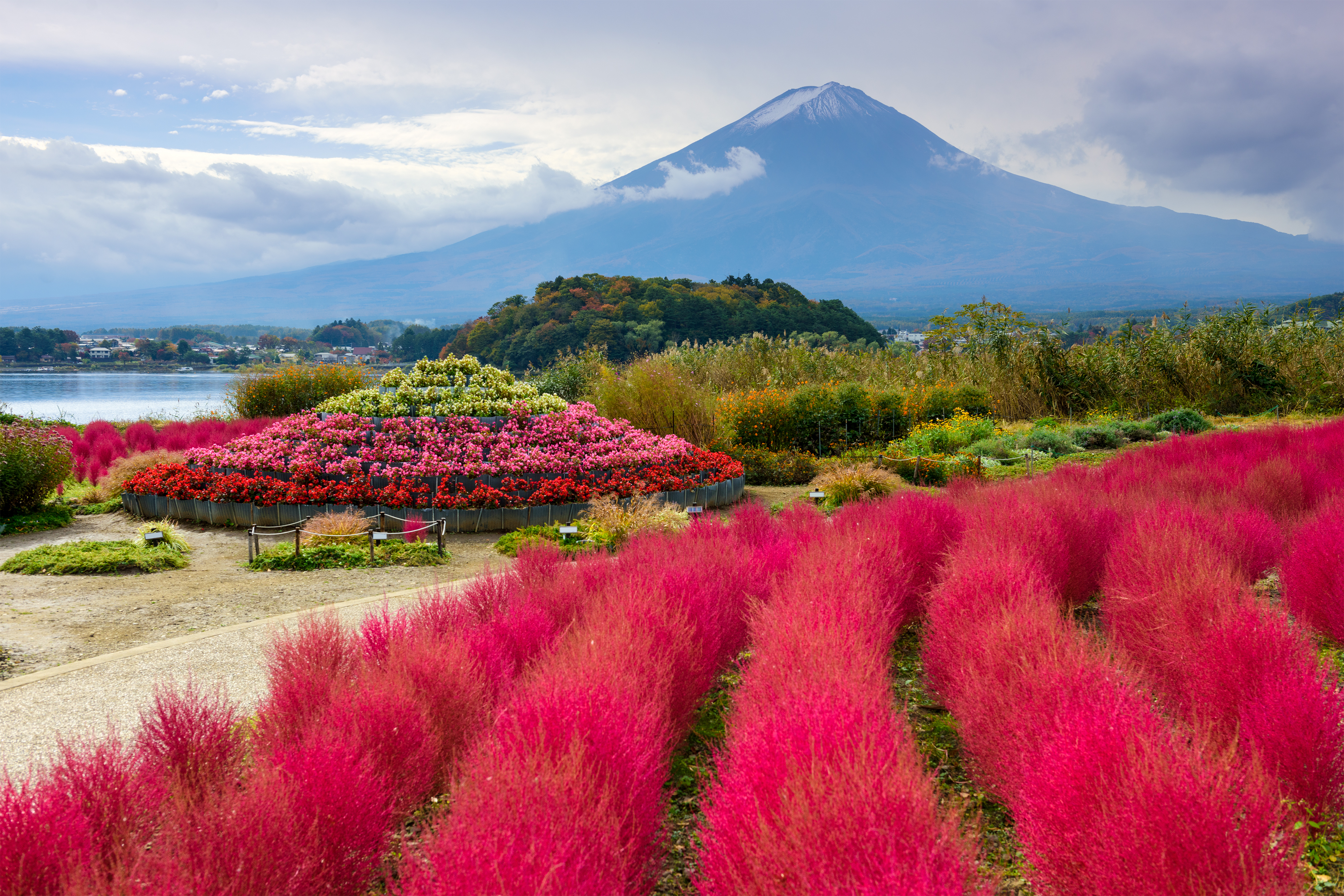 สวนโออิชิ ทุ่งดอกไม้ริมทะเลสาบคาวากุจิโกะและวิวฟูจิ