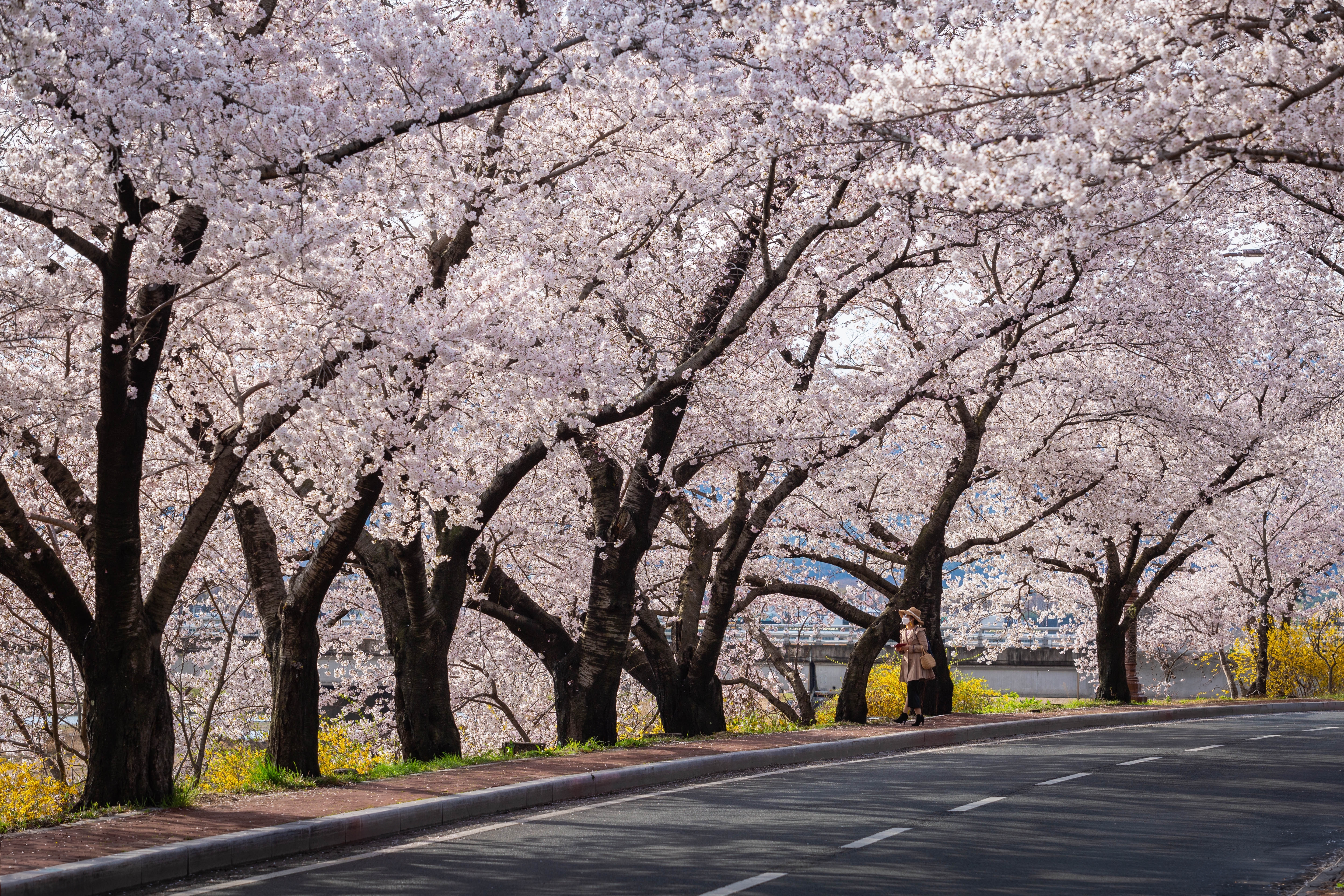 Gyeongju Cherry Blossom Festival ซากุระบานเมืองคยองจู เกาหลีใต้
