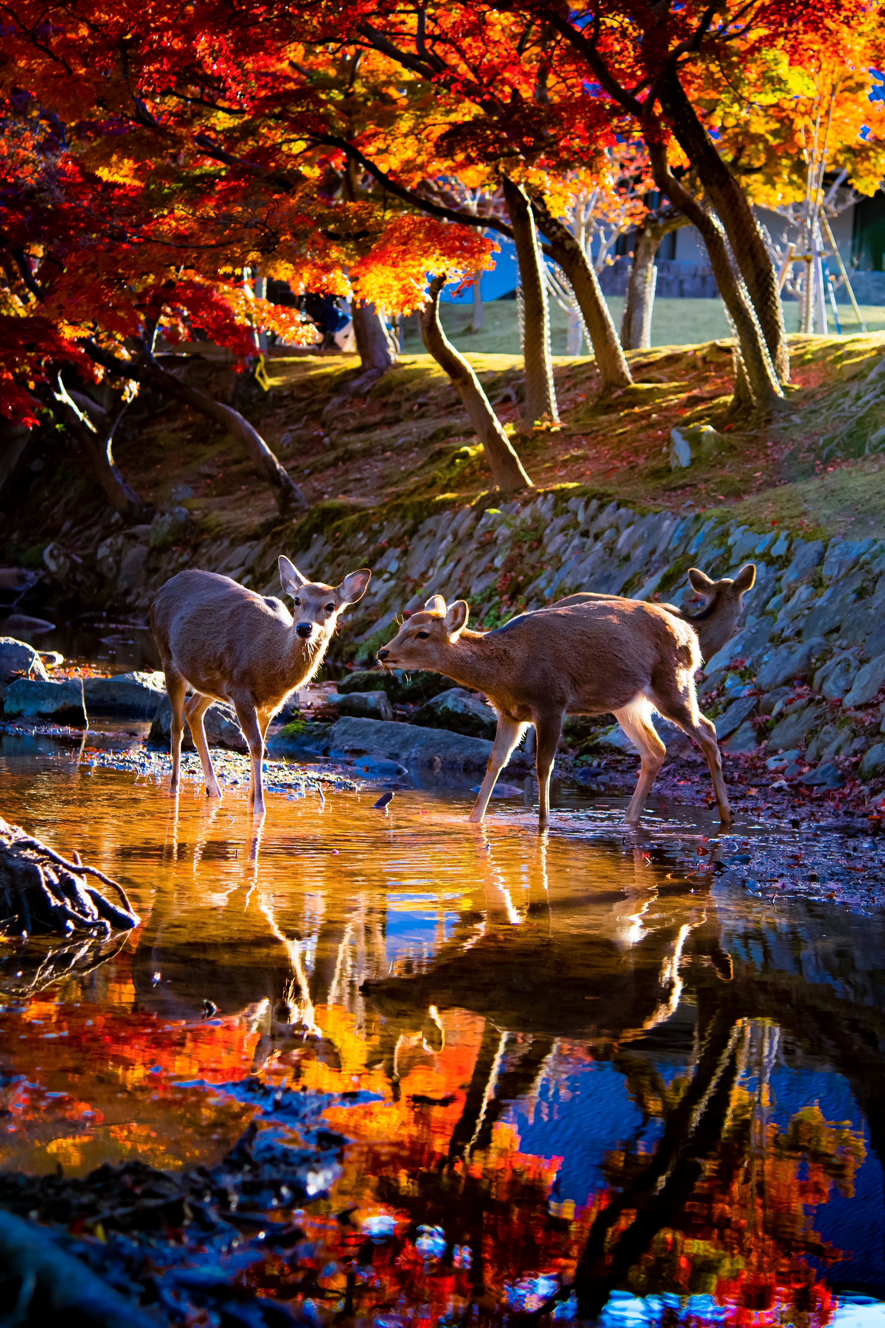 สวนนารา Nara Park นารา กวางนารา