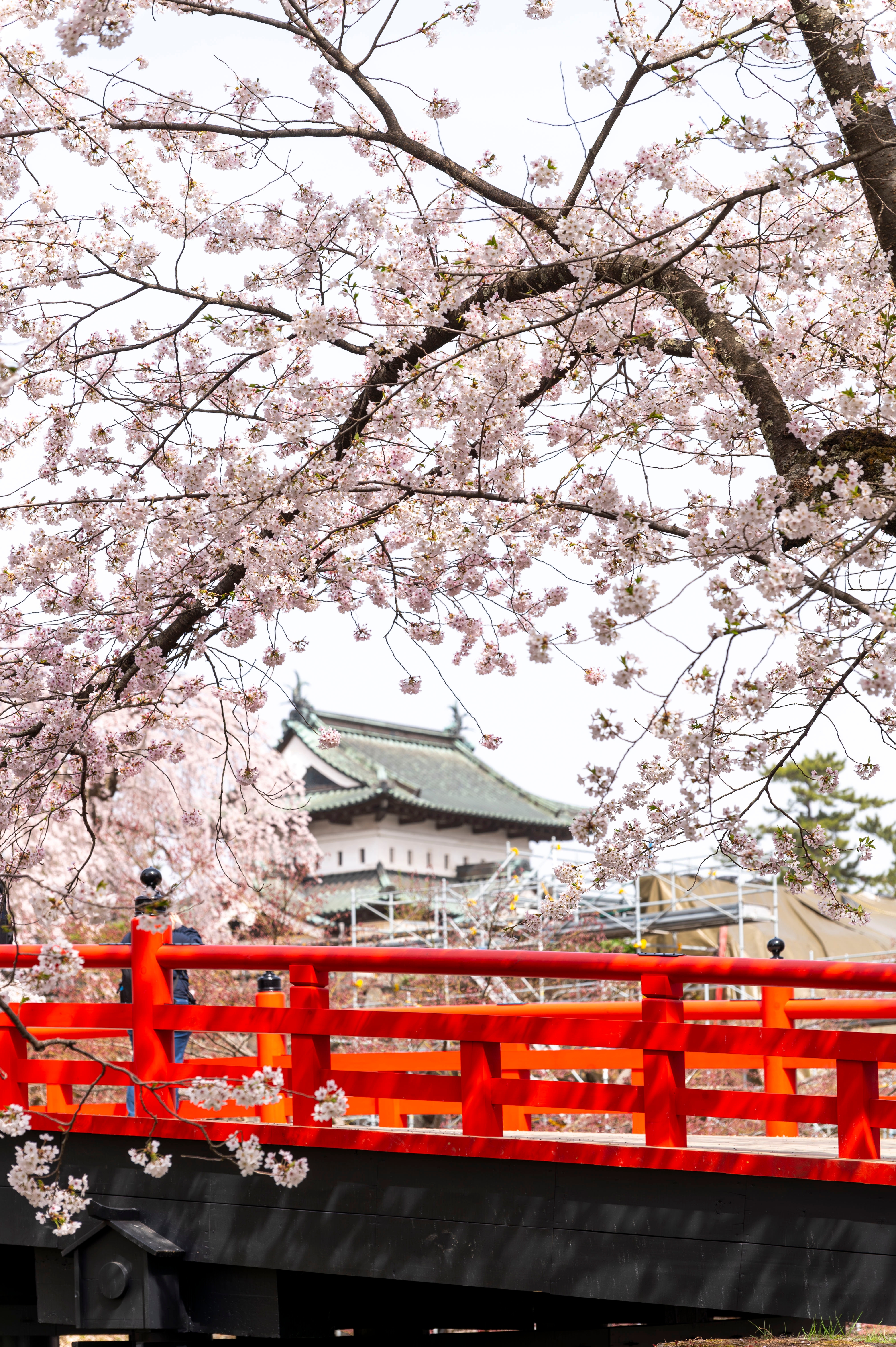ซากุระ Hirosaki Castle ปราสาทฮิโรซากิ ญี่ปุ่น จุดชมซากุระยอดนิยม
