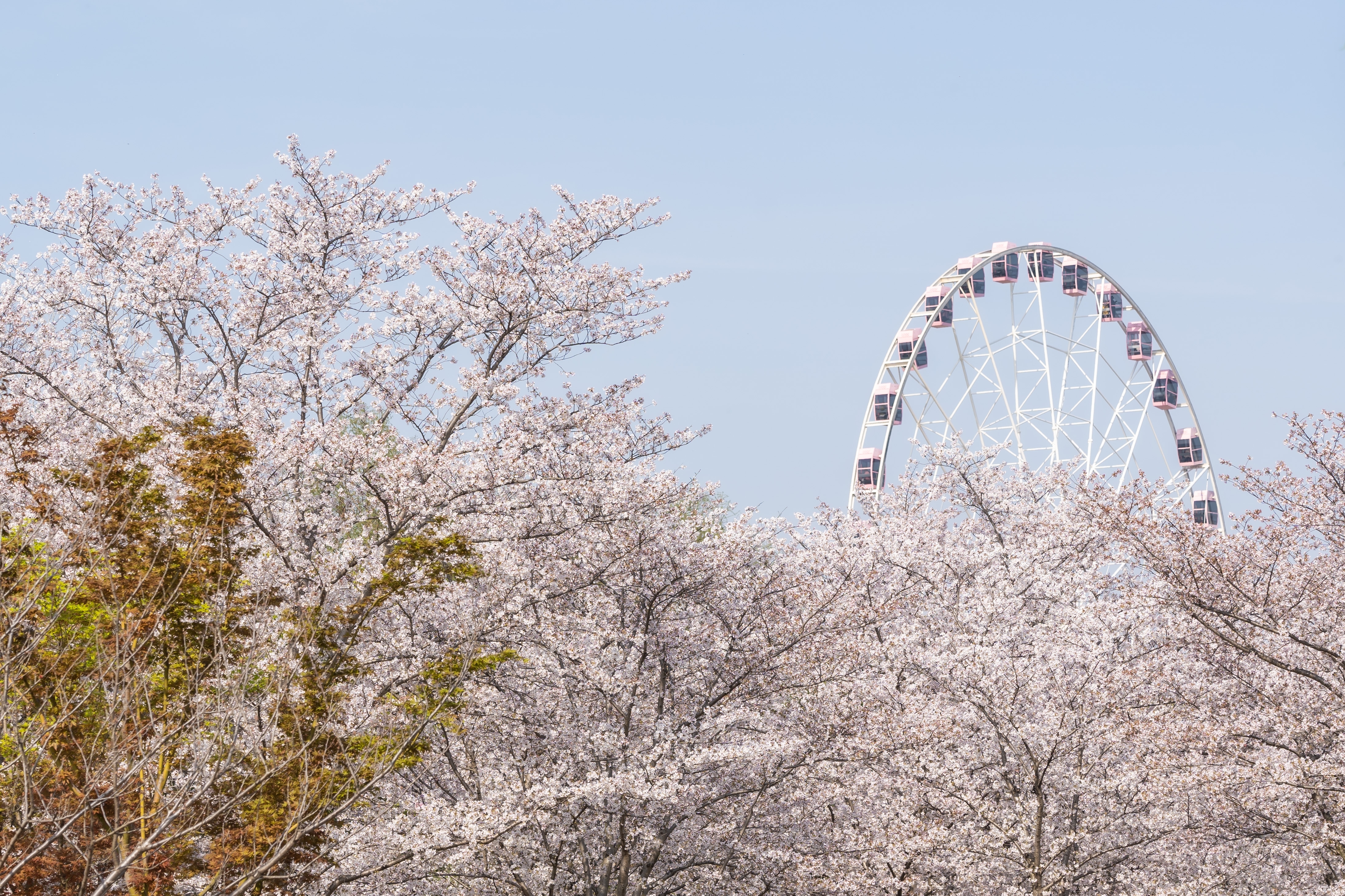 Gucun Park Shanghai จุดชมซากุระในเซี่ยงไฮ้ ประเทศจีน Cherry Blossom Shanghai China